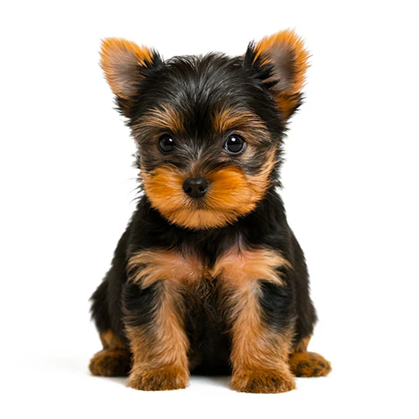 vendita cuccioli yorkshire toy