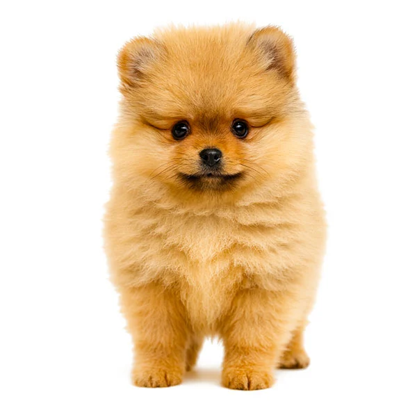 vendita volpino di pomerania