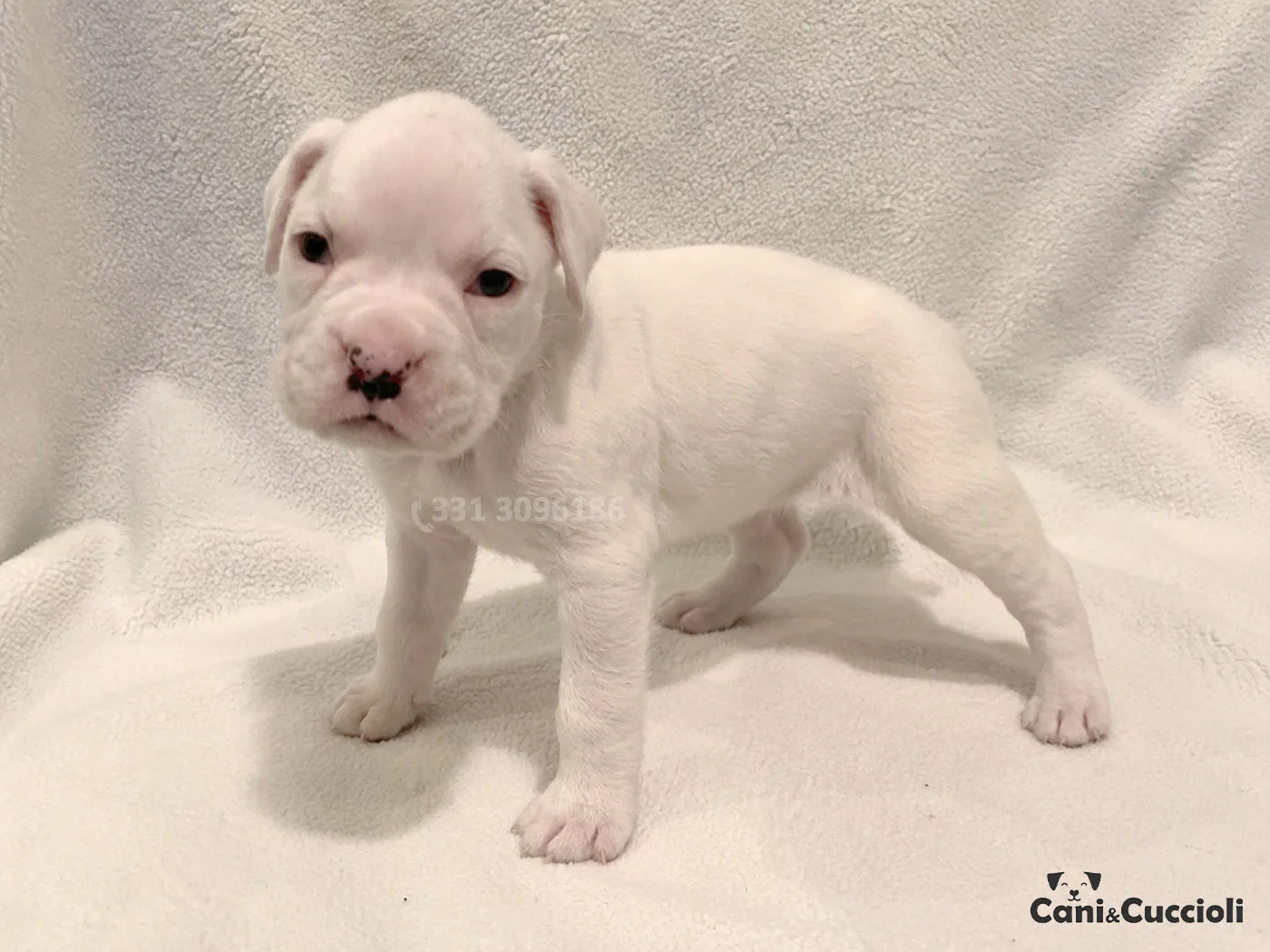 vendita boxer cucciolo bianco