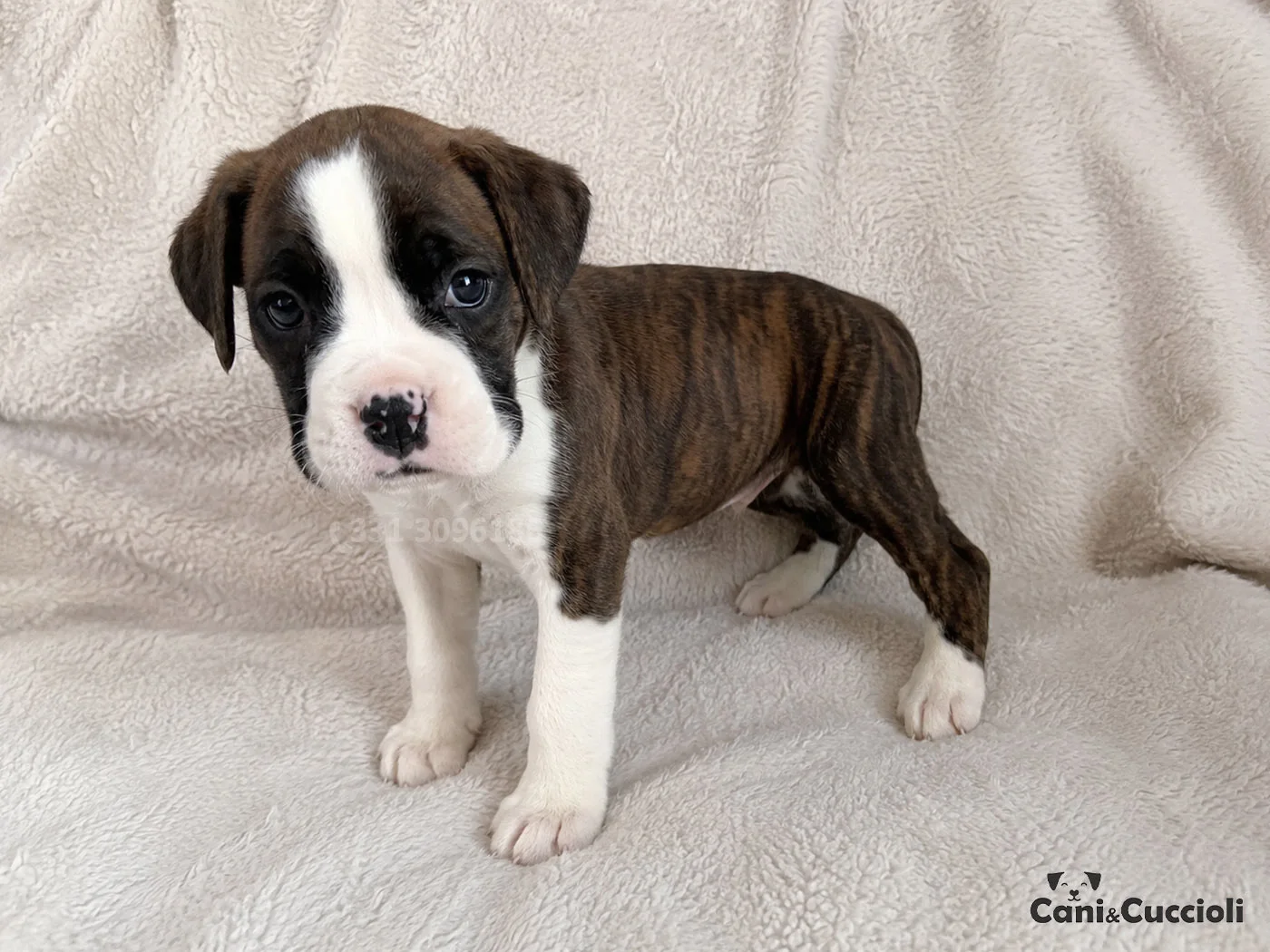 vendita boxer cucciolo