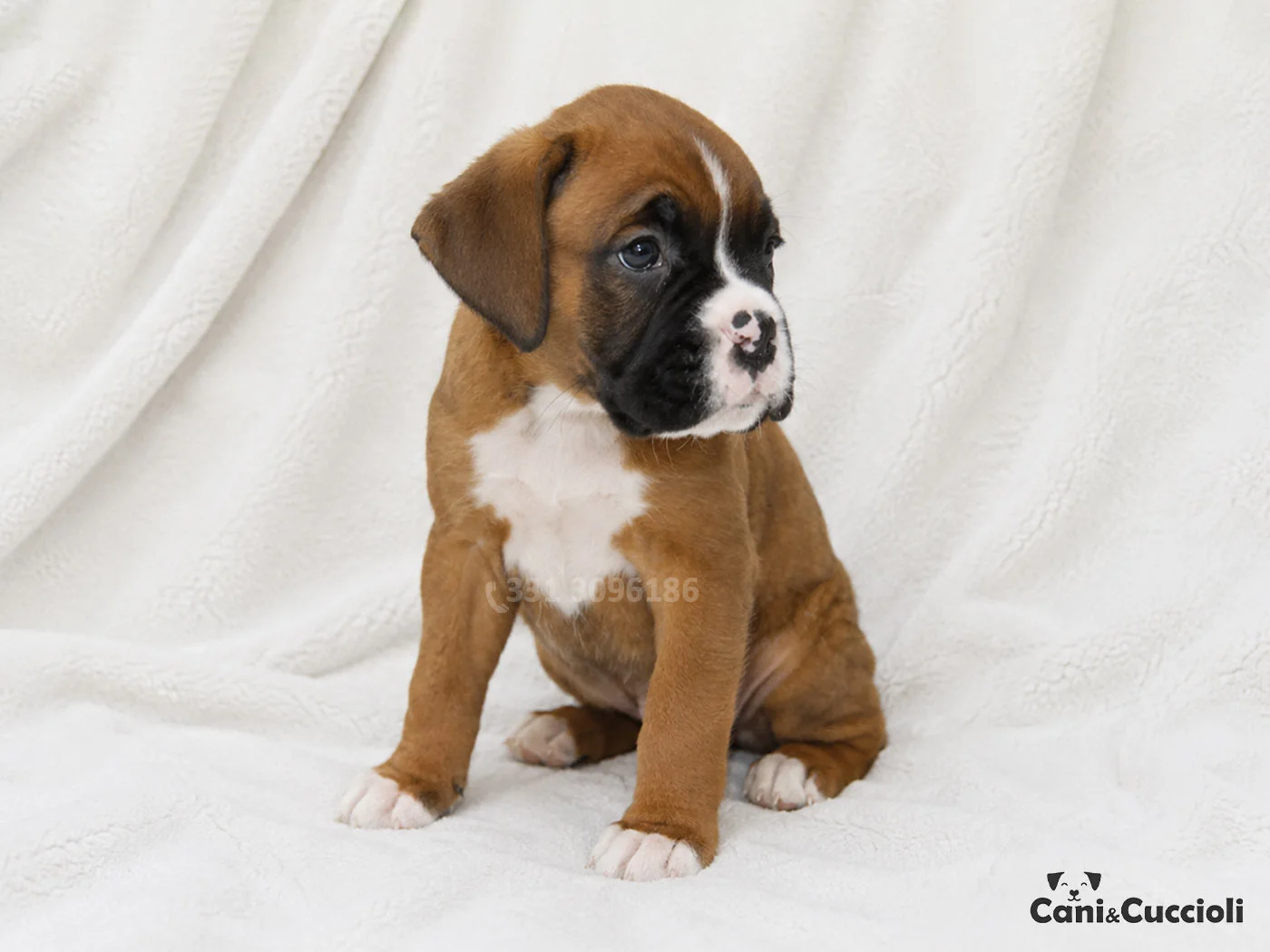 vendita boxer cuccioli fulvo