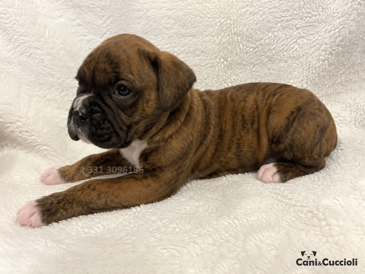 vendita boxer cuccioli