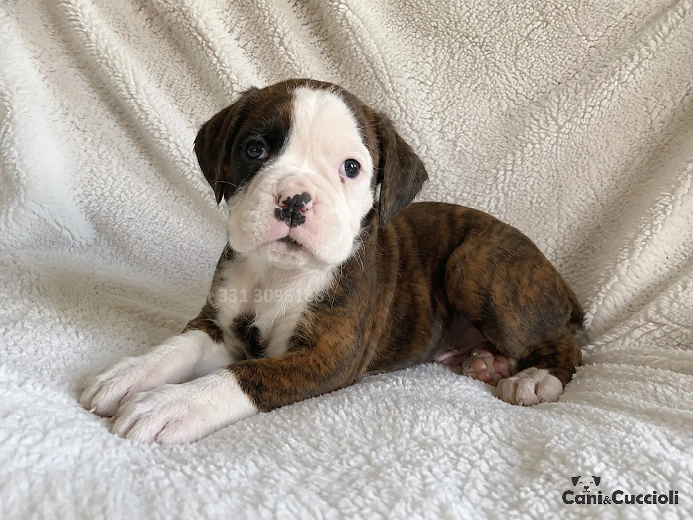 vendita boxer cuccioli