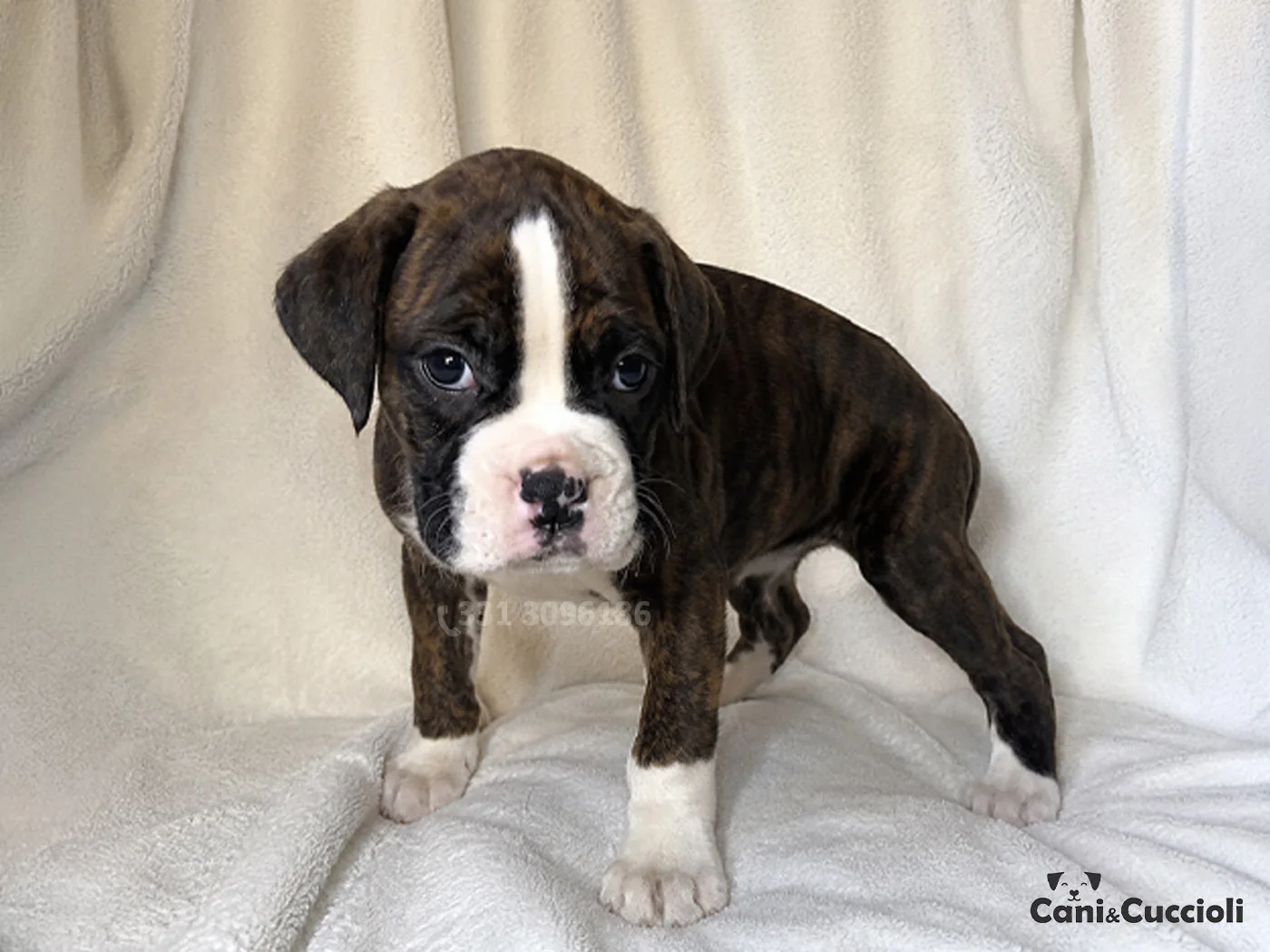 vendita boxer tigrato scuro