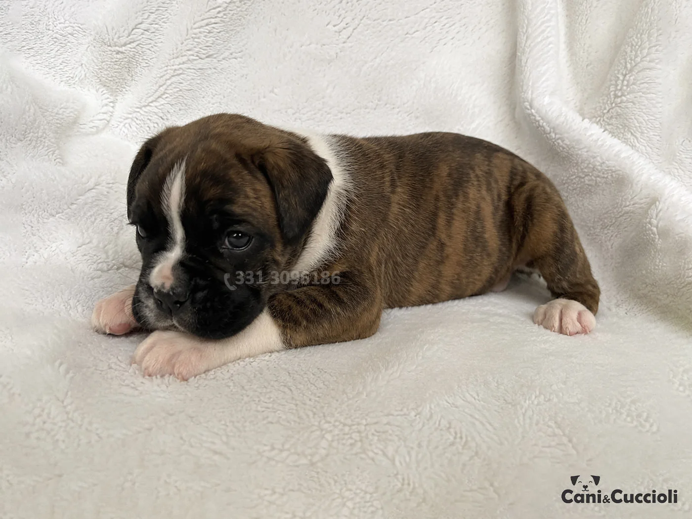 vendita boxer tigrato