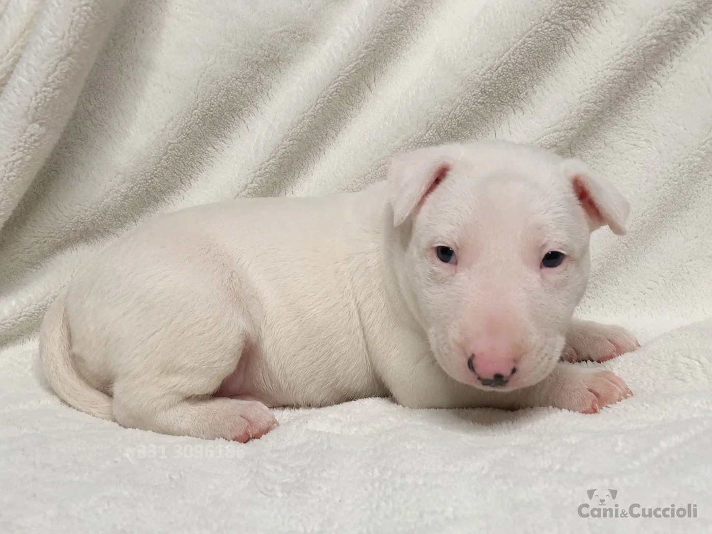 vendita cuccioli bull terrier bianco