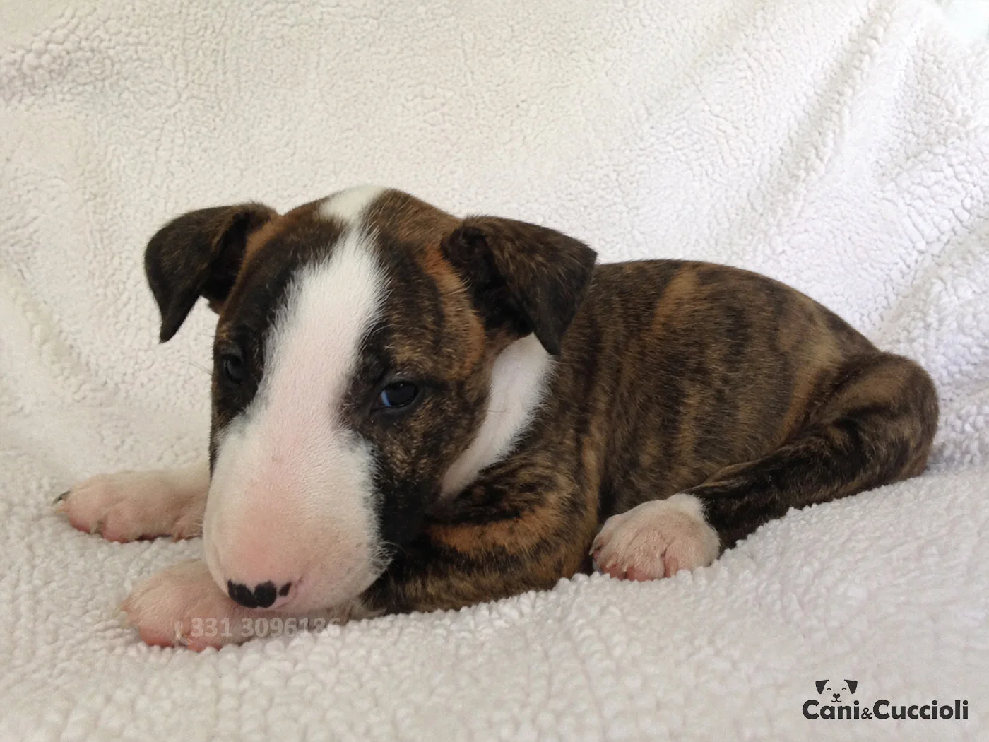 vendita cuccioli bull terrier tigrato