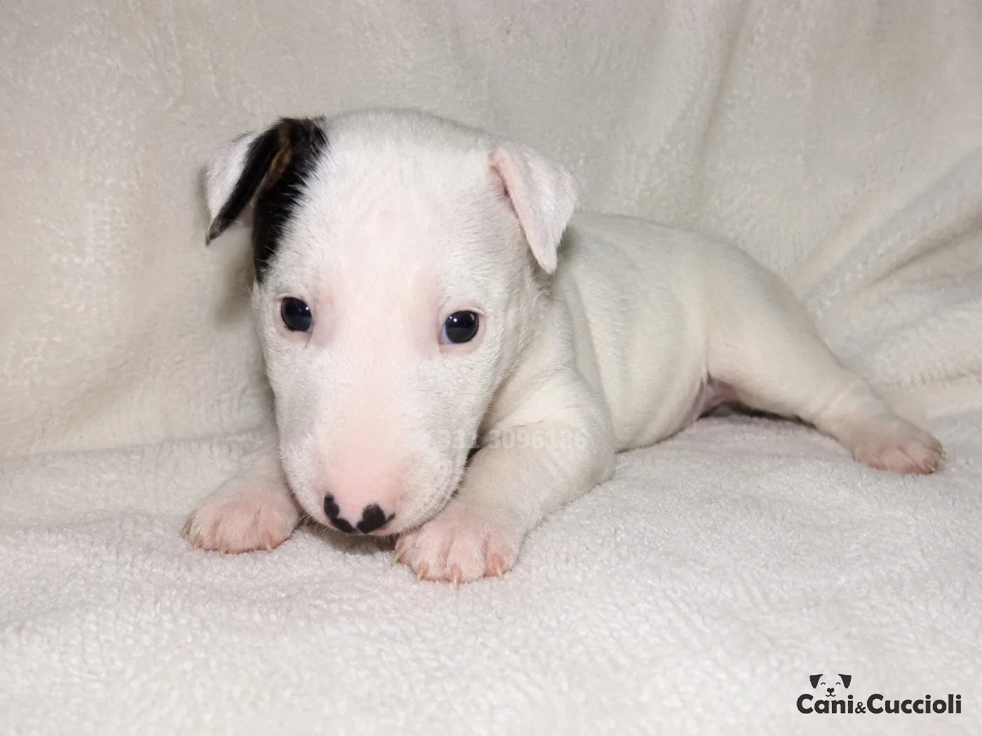 vendita cuccioli bull terrier