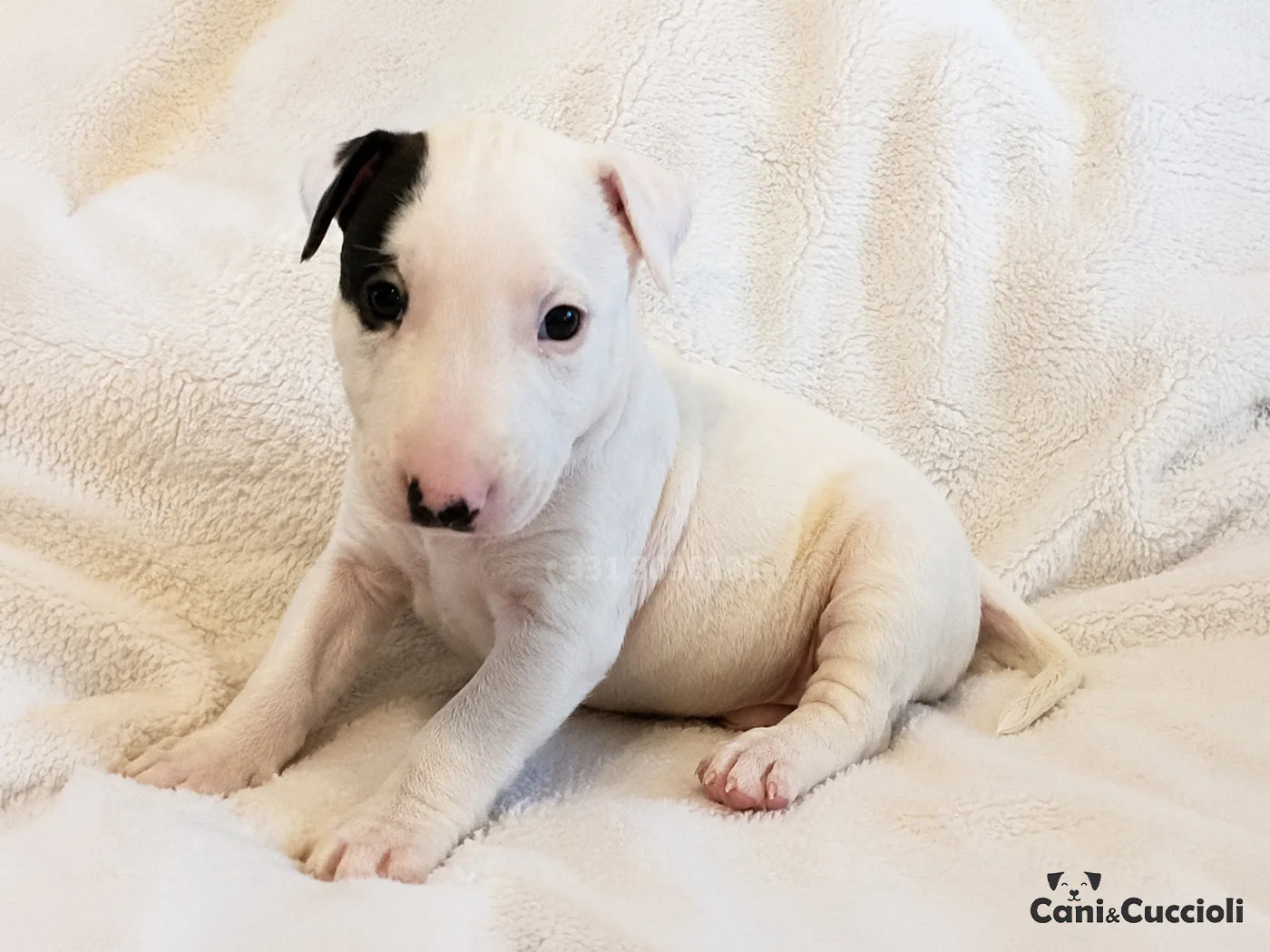 vendita cuccioli bull terrier