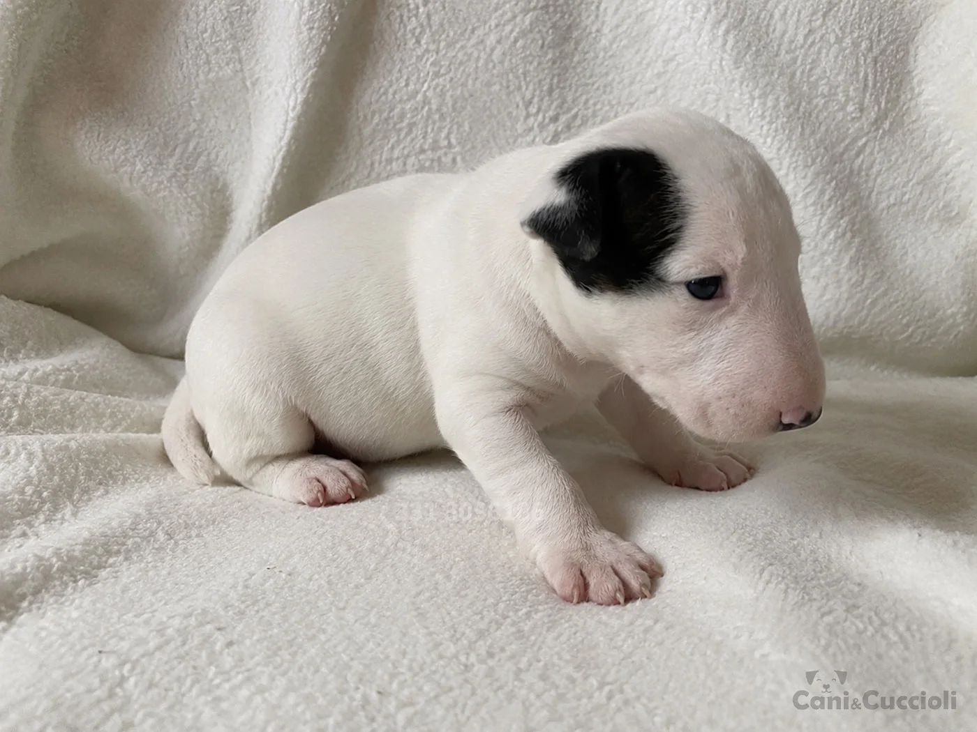 vendita cuccioli bull terrier