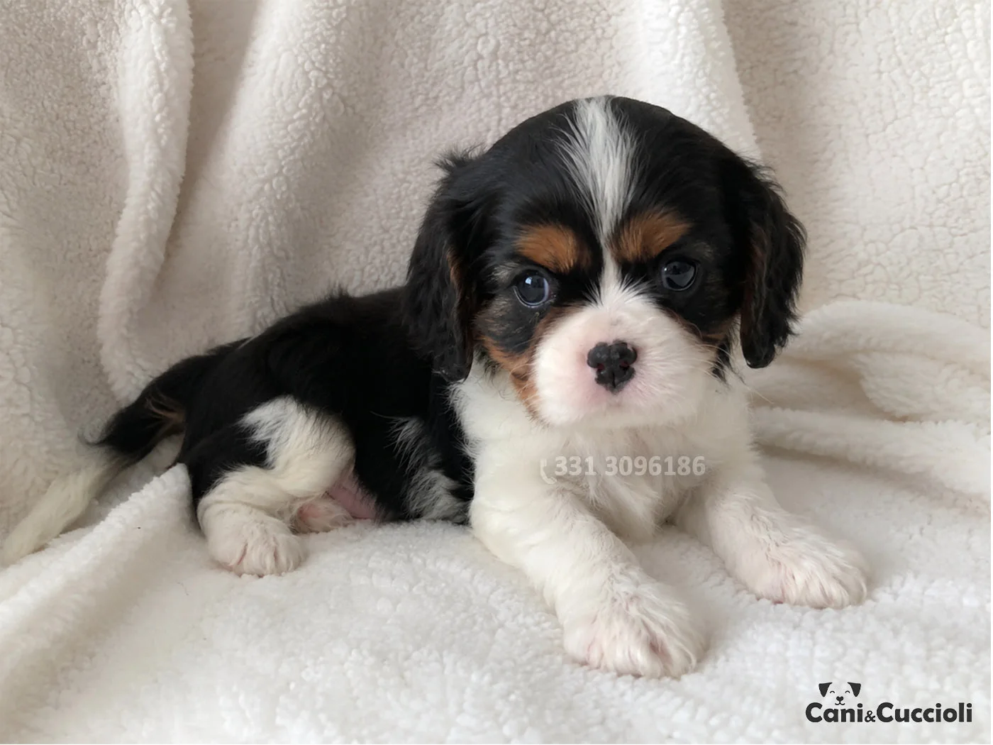 vendita cavalier king tricolore