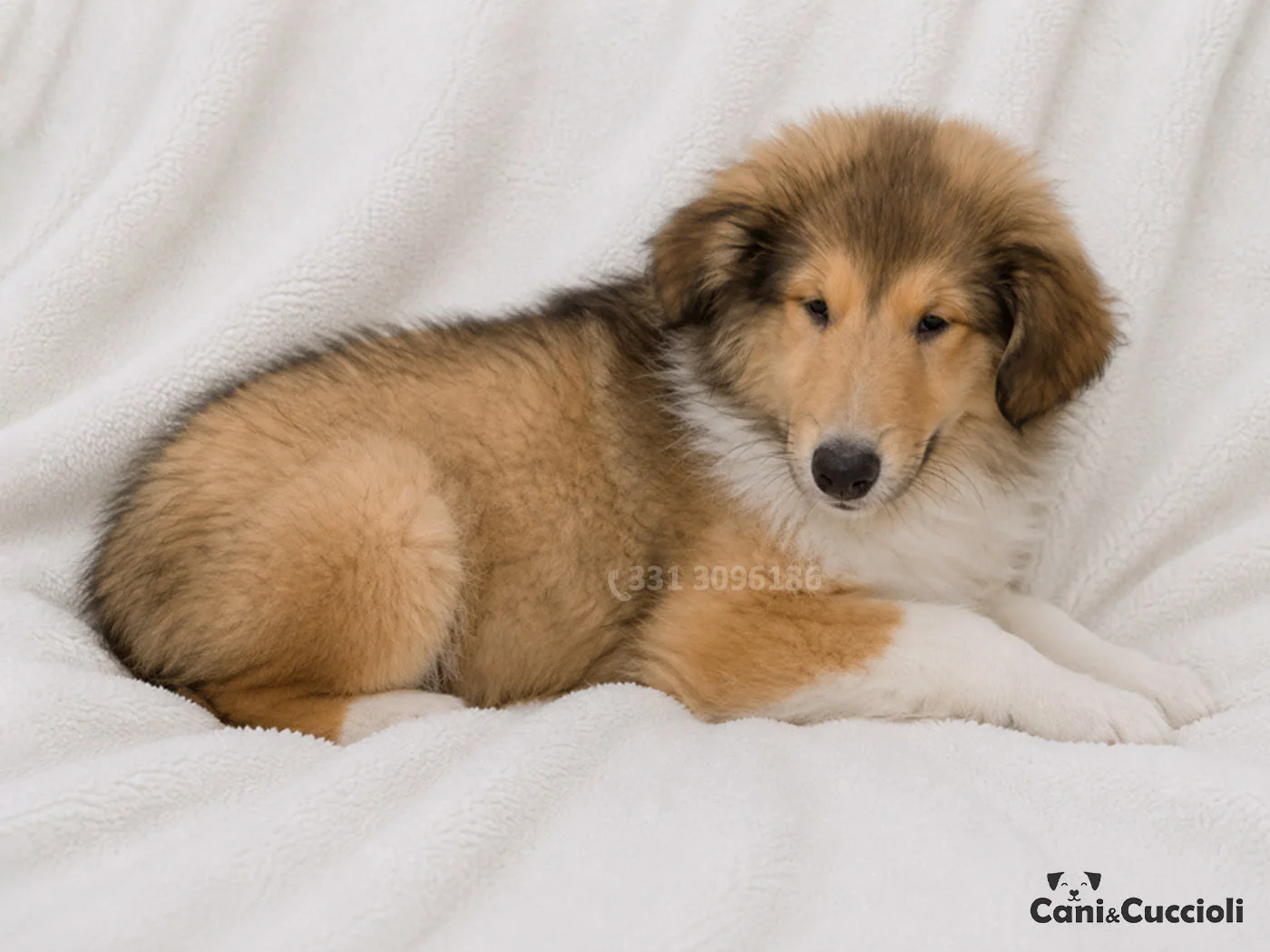 vendita cuccioli Pastore Scozzese collie