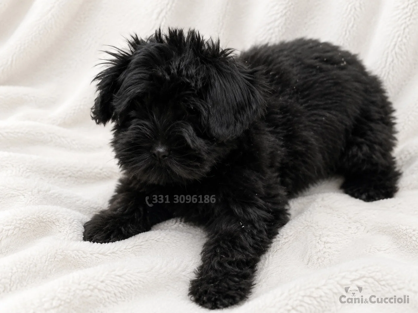 vendita cuccioli Schnauzer