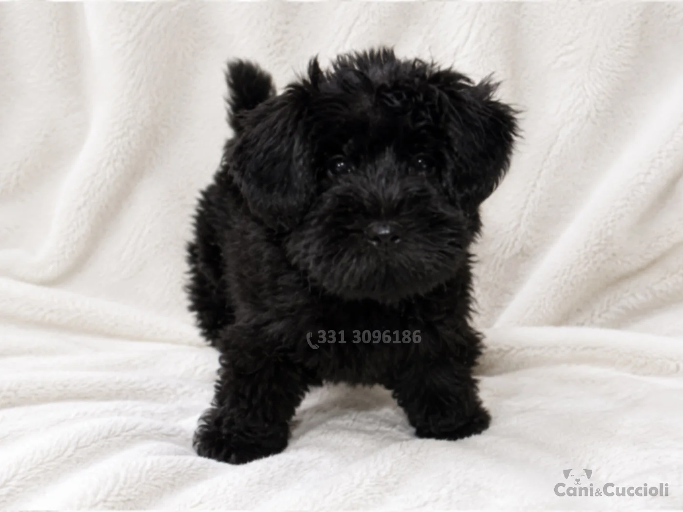 vendita cuccioli Schnauzer
