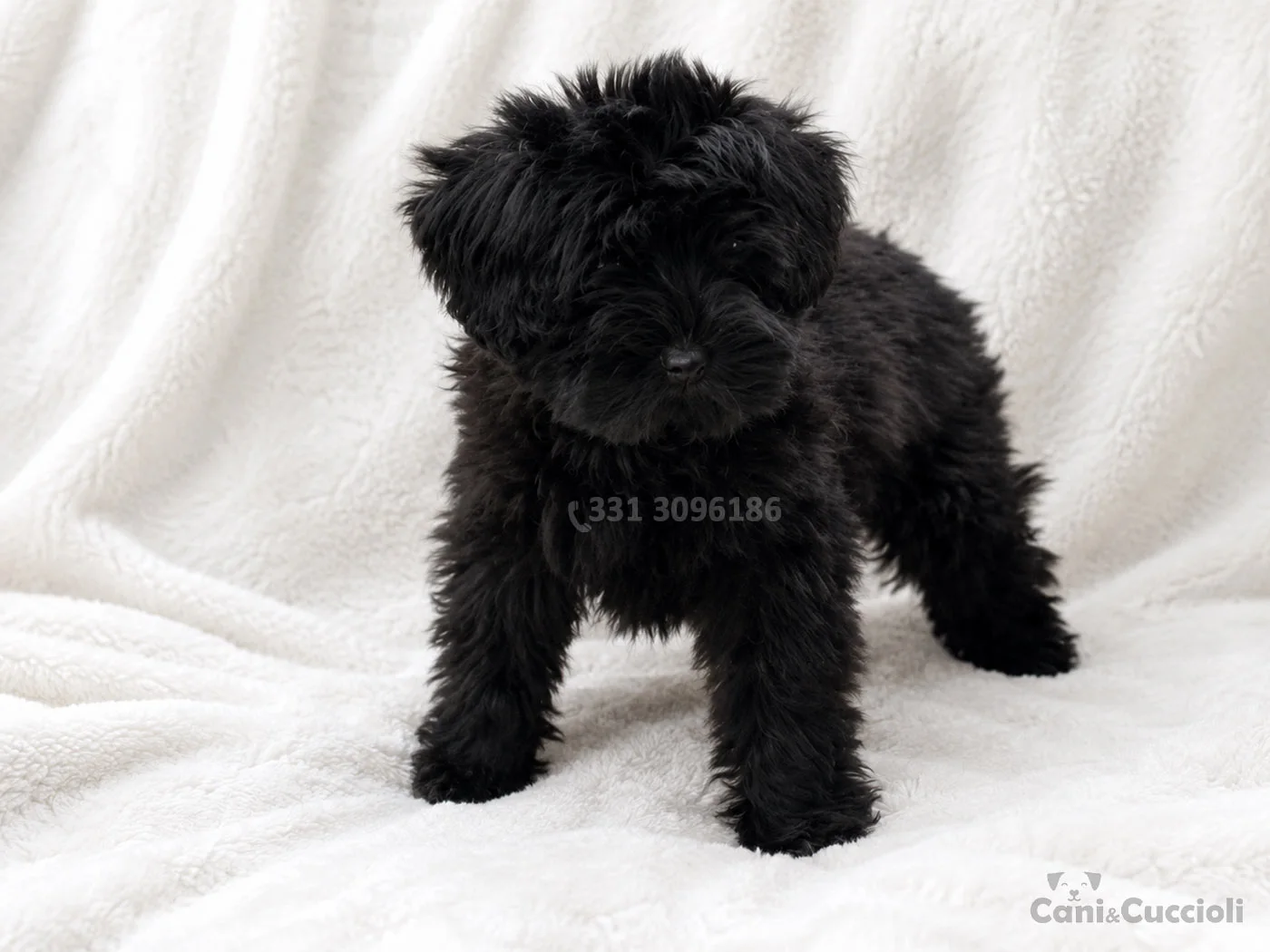 vendita cuccioli Schnauzer