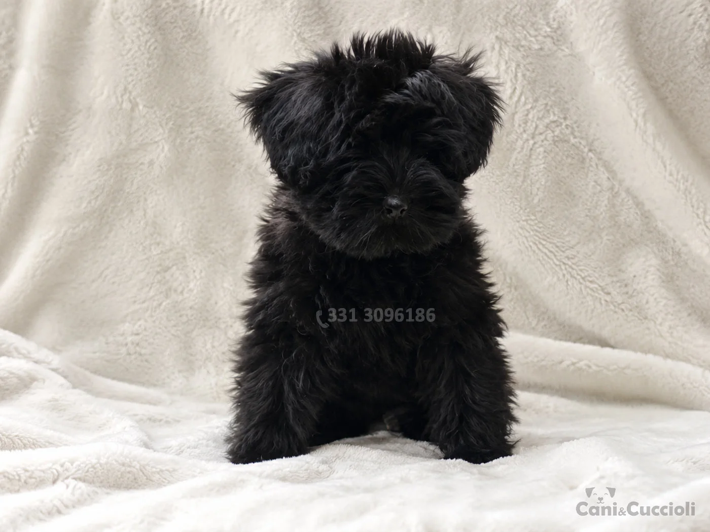 vendita cuccioli Schnauzer