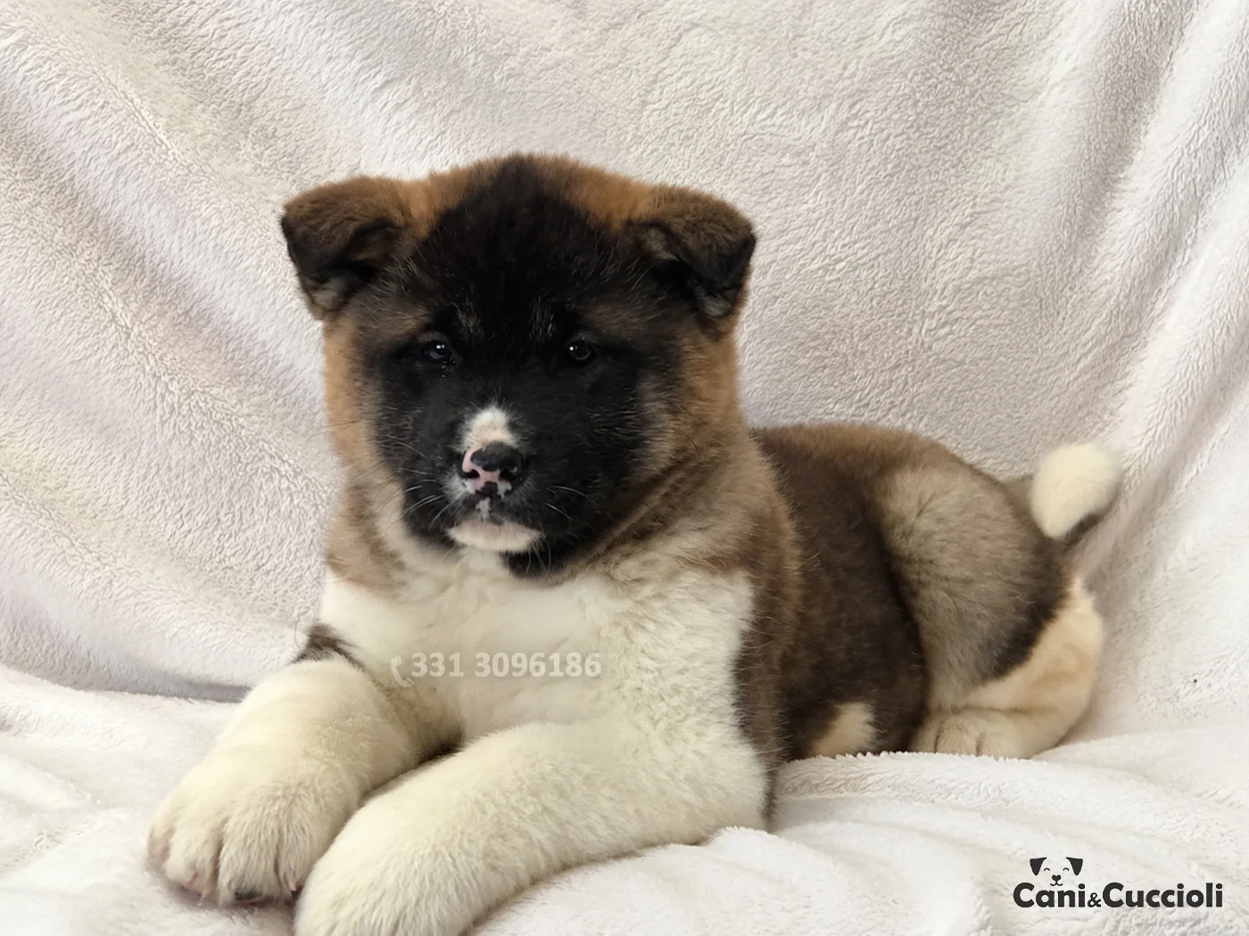 Vendita Cuccioli Akita tricolore