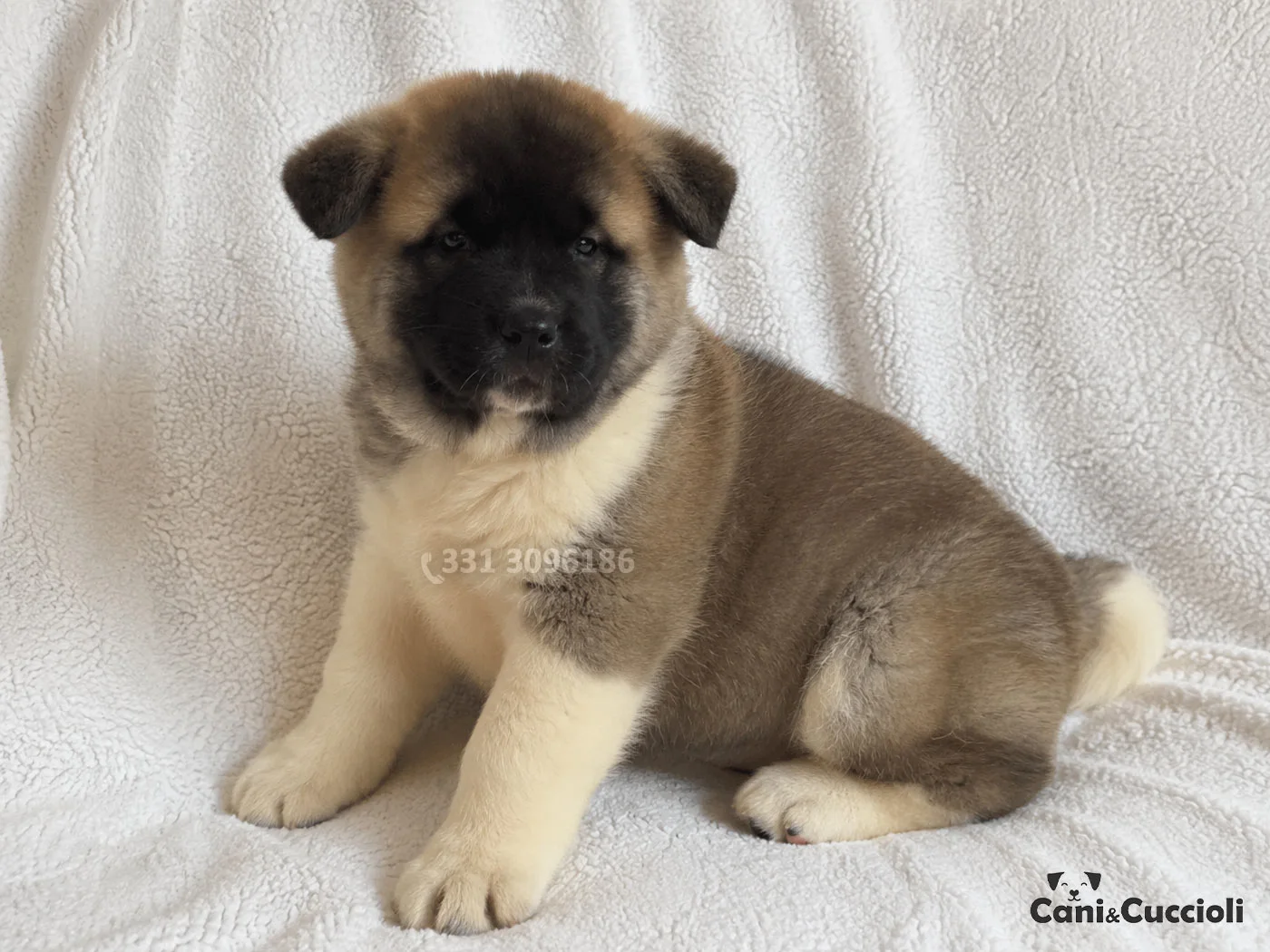 Vendita Cuccioli Akita tricolore