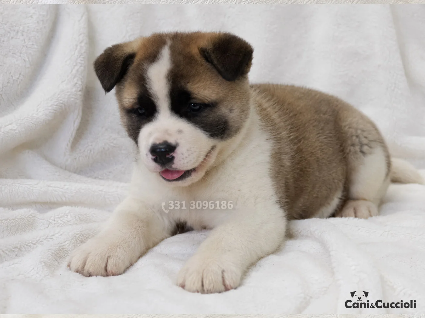Vendita Cuccioli Akita bellissimo