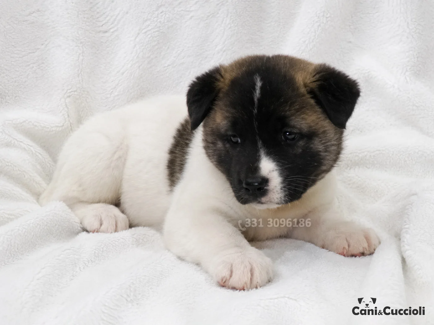 Vendita Akita