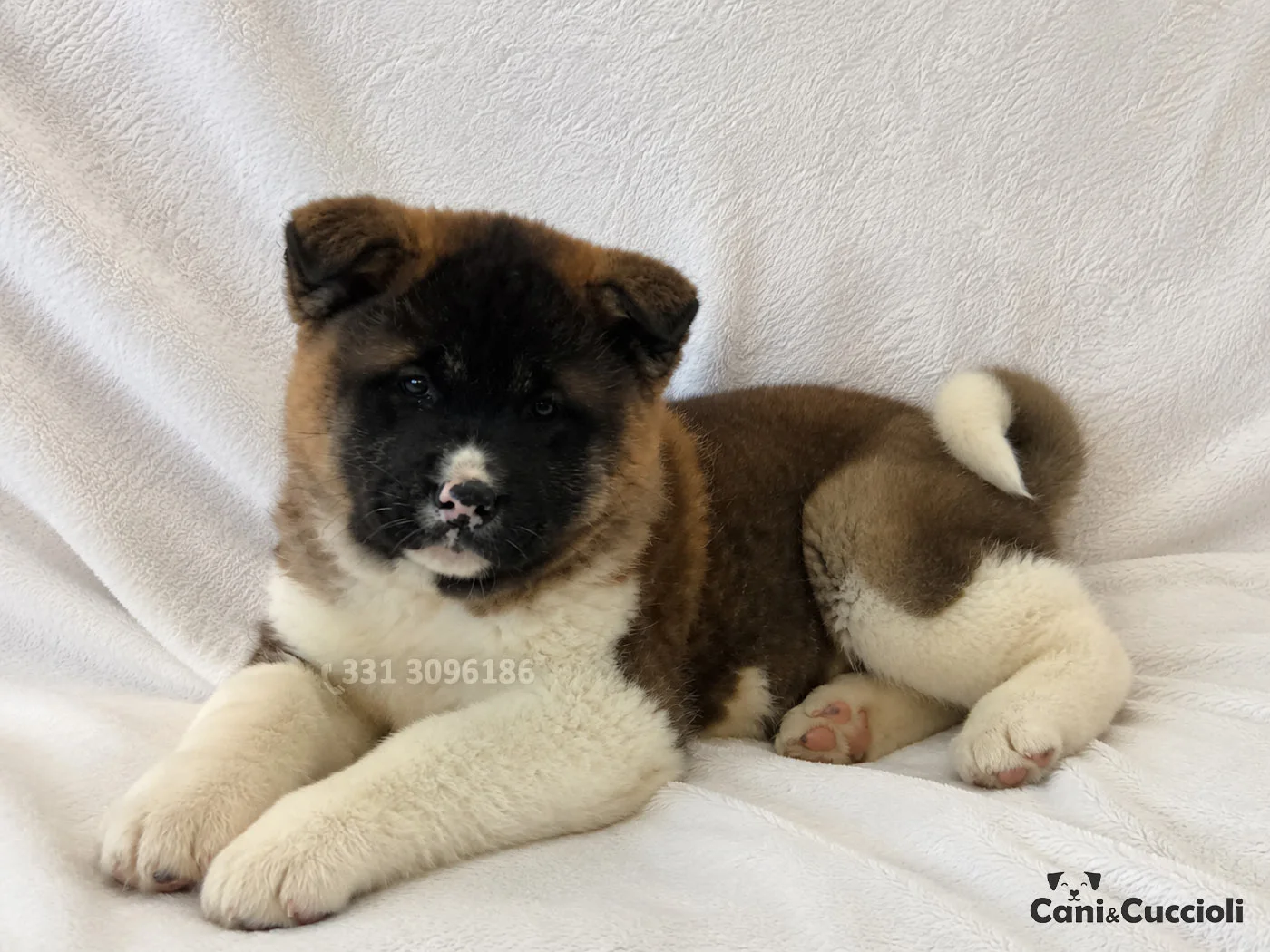 Vendita Akita Cuccioli