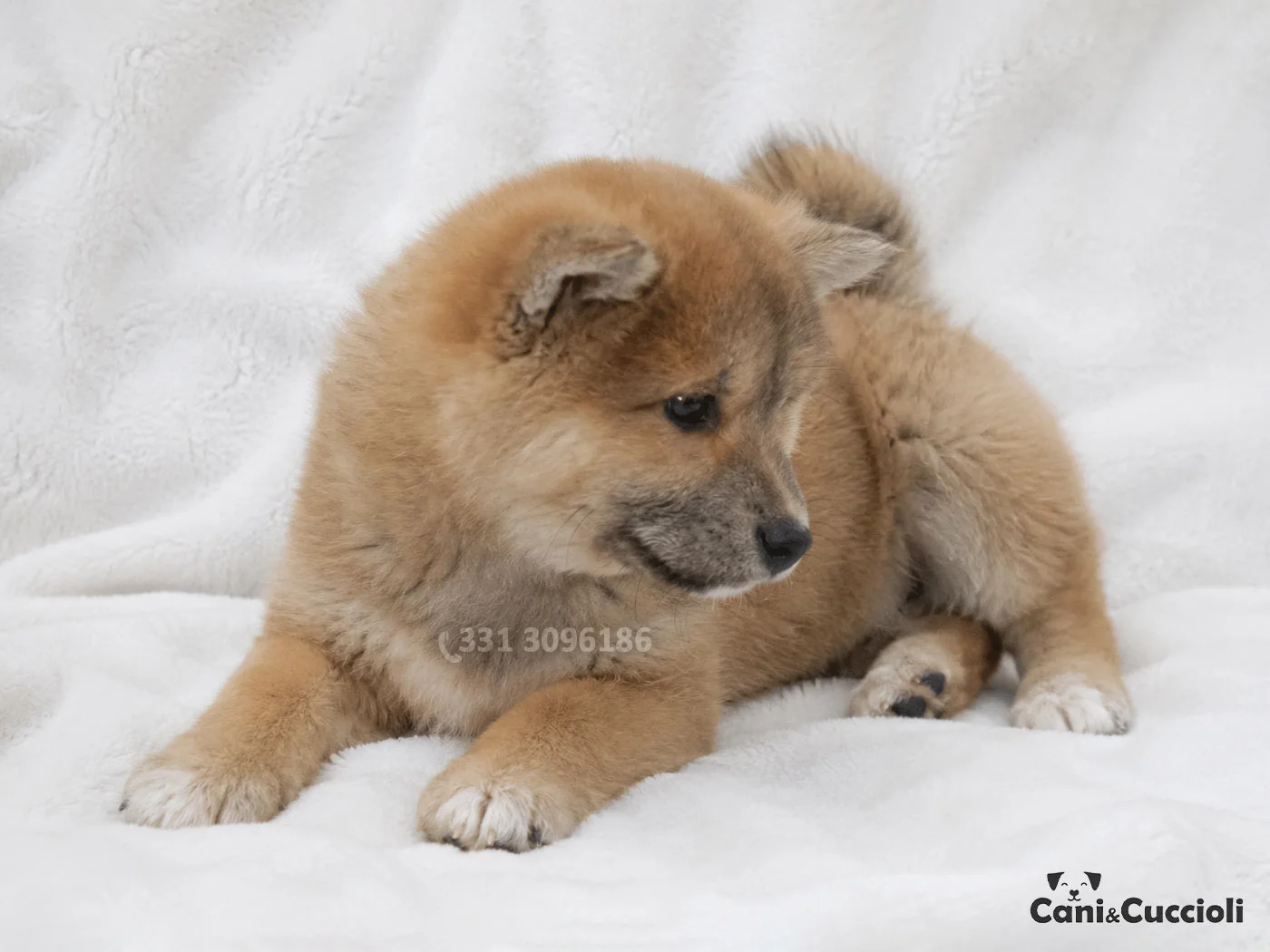 Vendita Akita Rosso