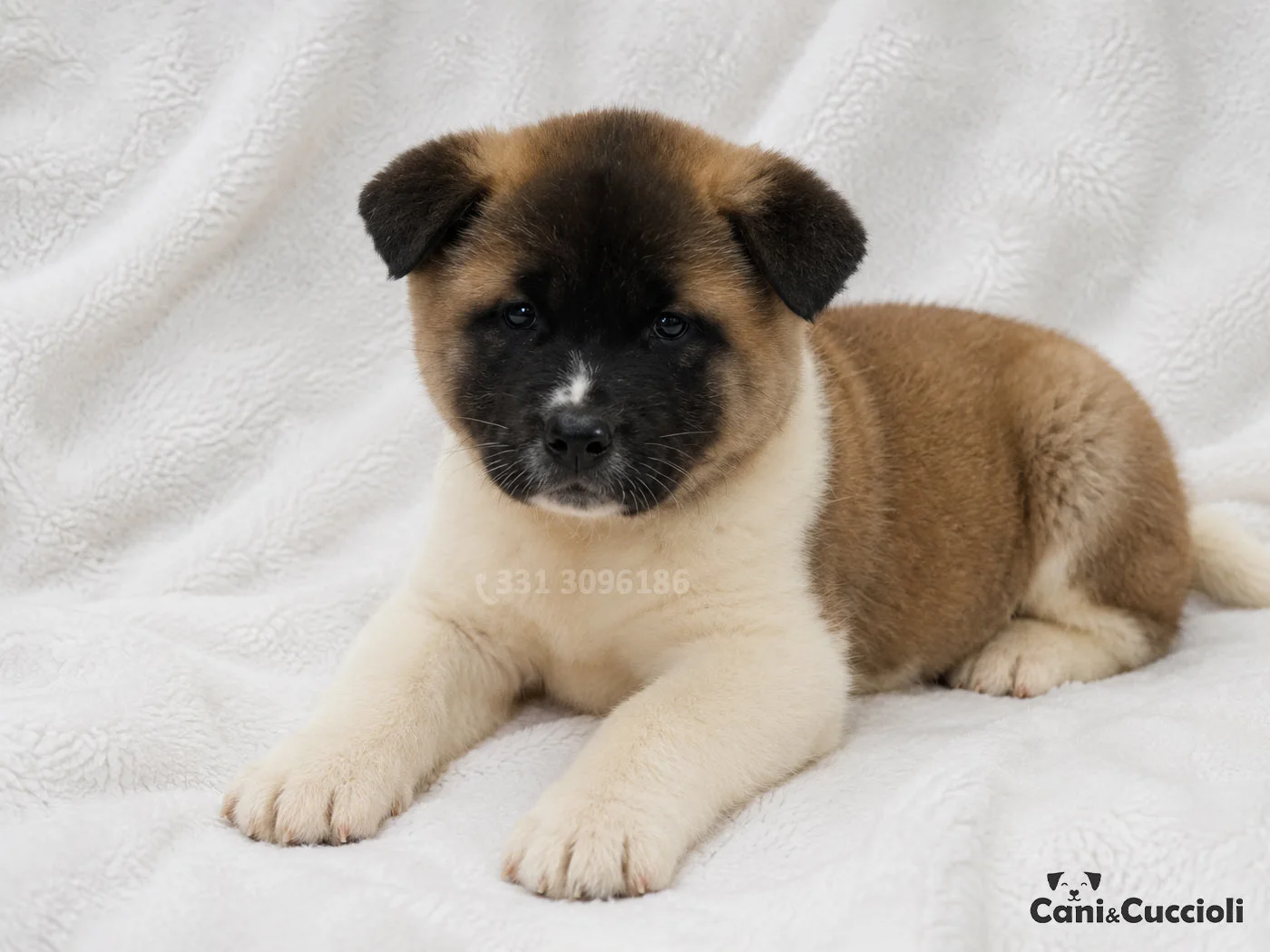 Vendita Cuccioli Akita