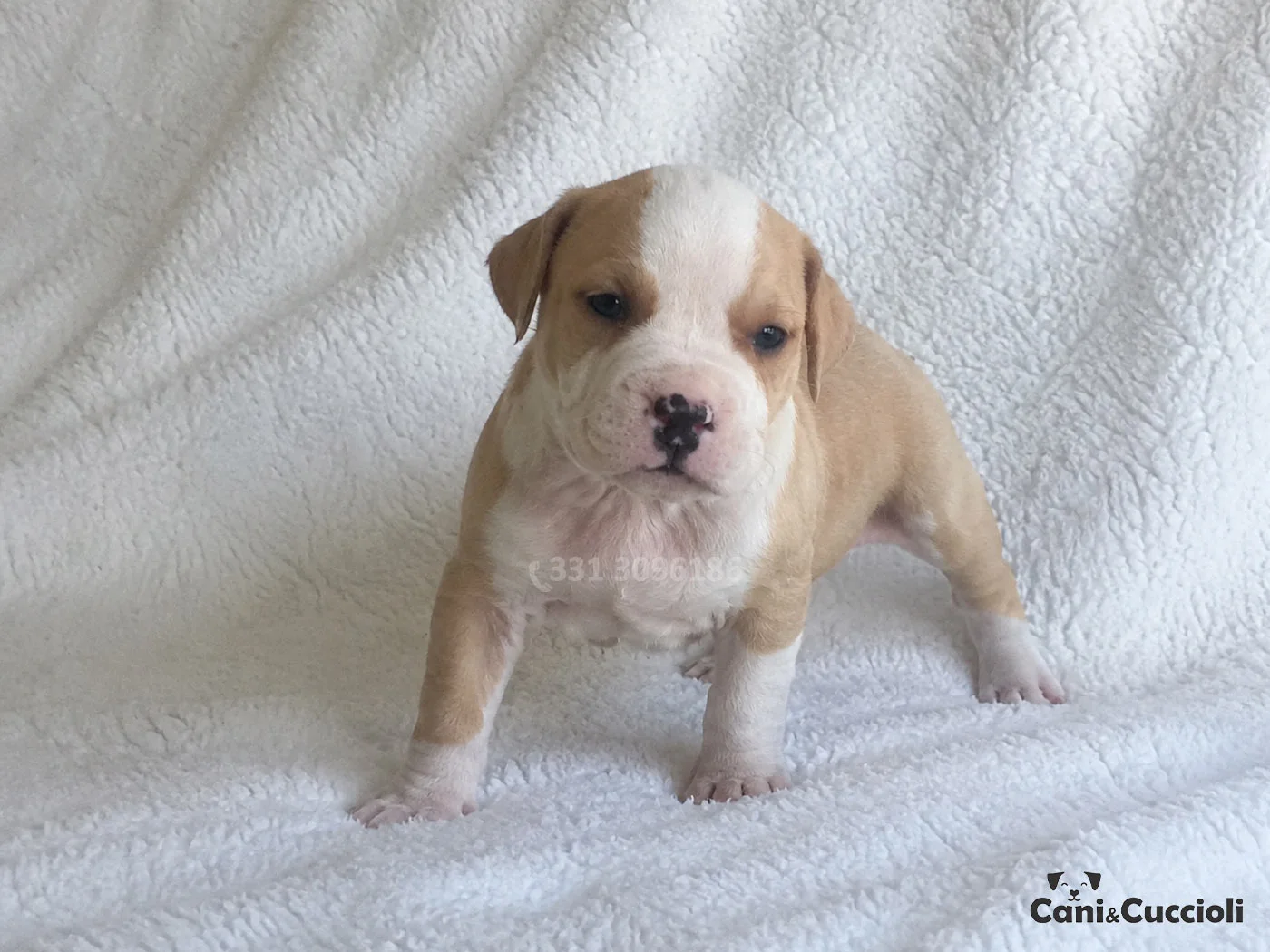 Vendita Cuccioli Amstaff