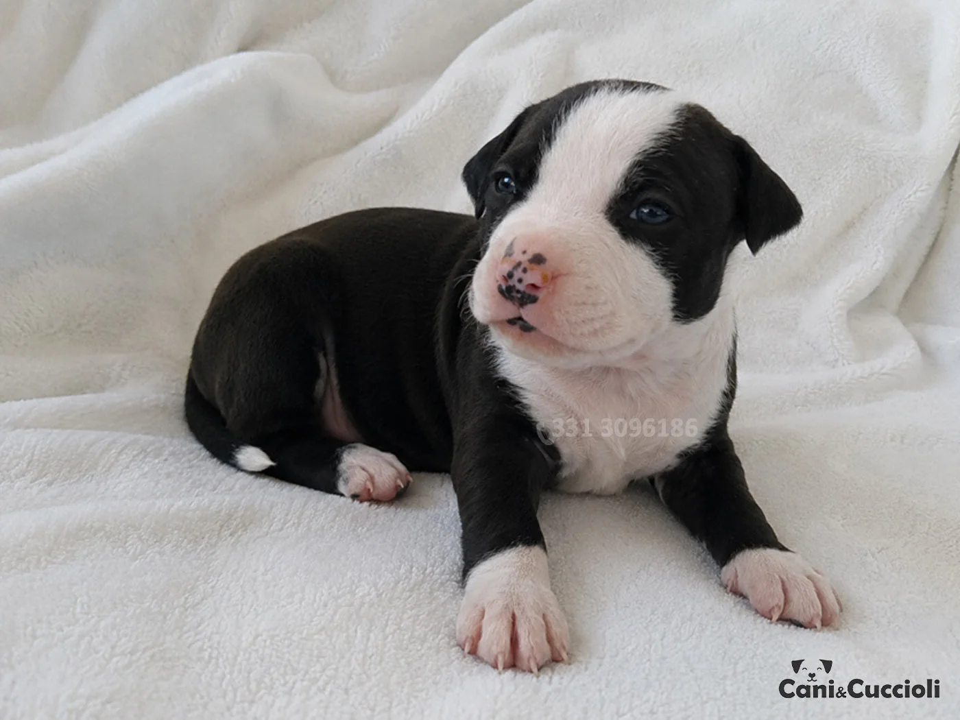 Vendita Cuccioli Amstaff bianco nero