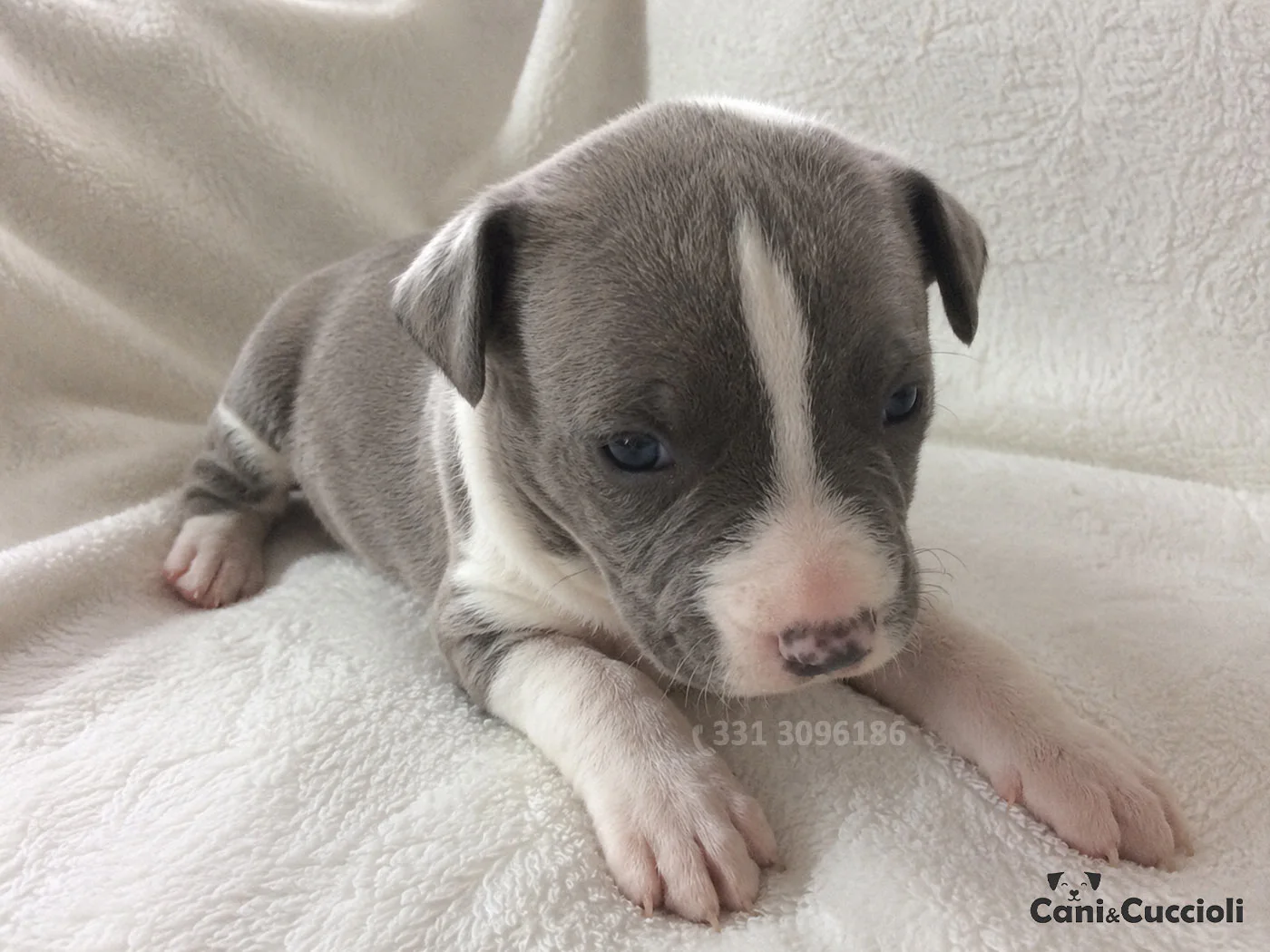 Vendita Cuccioli Amstaff blu