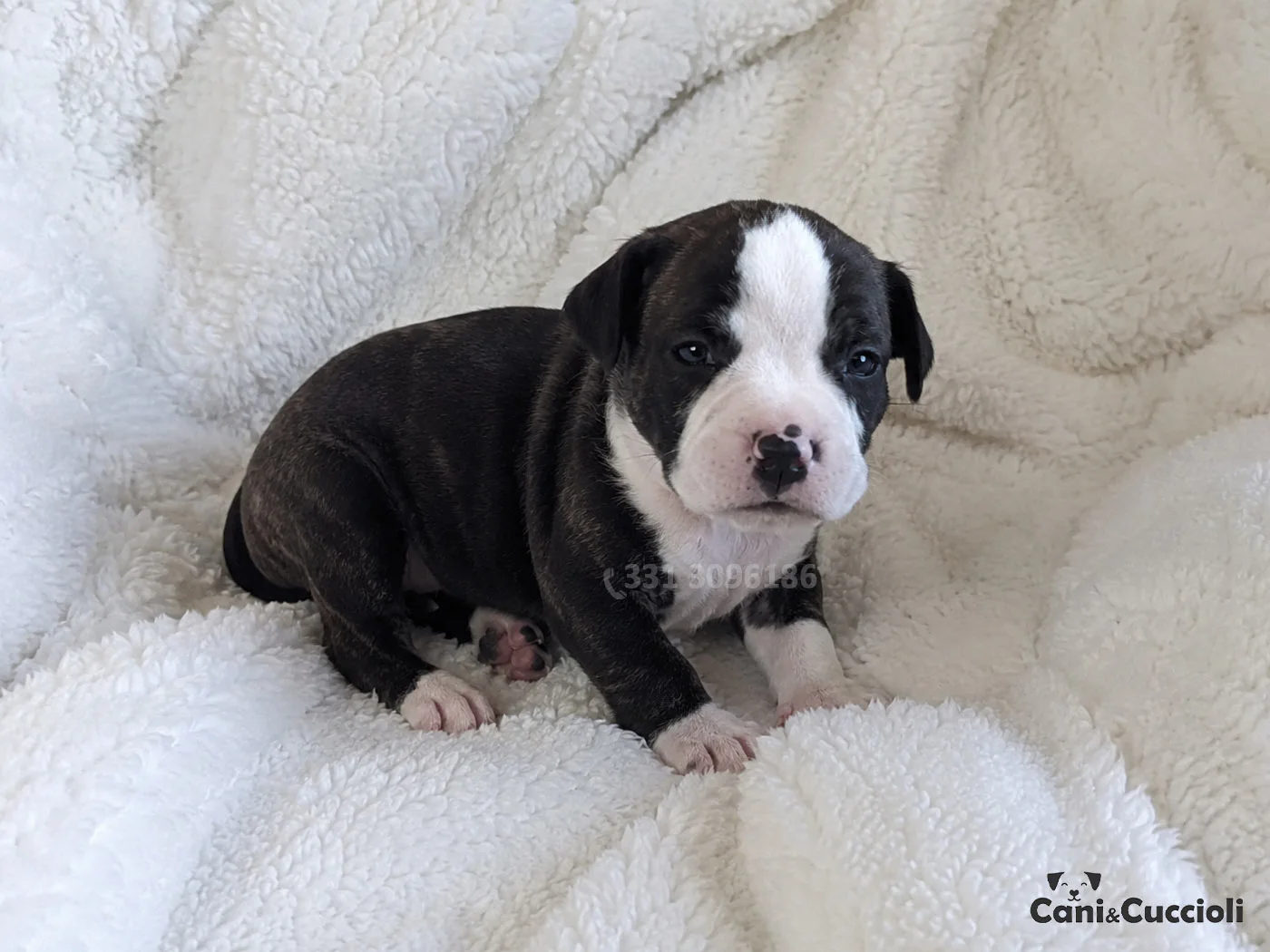 Vendita Cuccioli Amstaff bianco nero