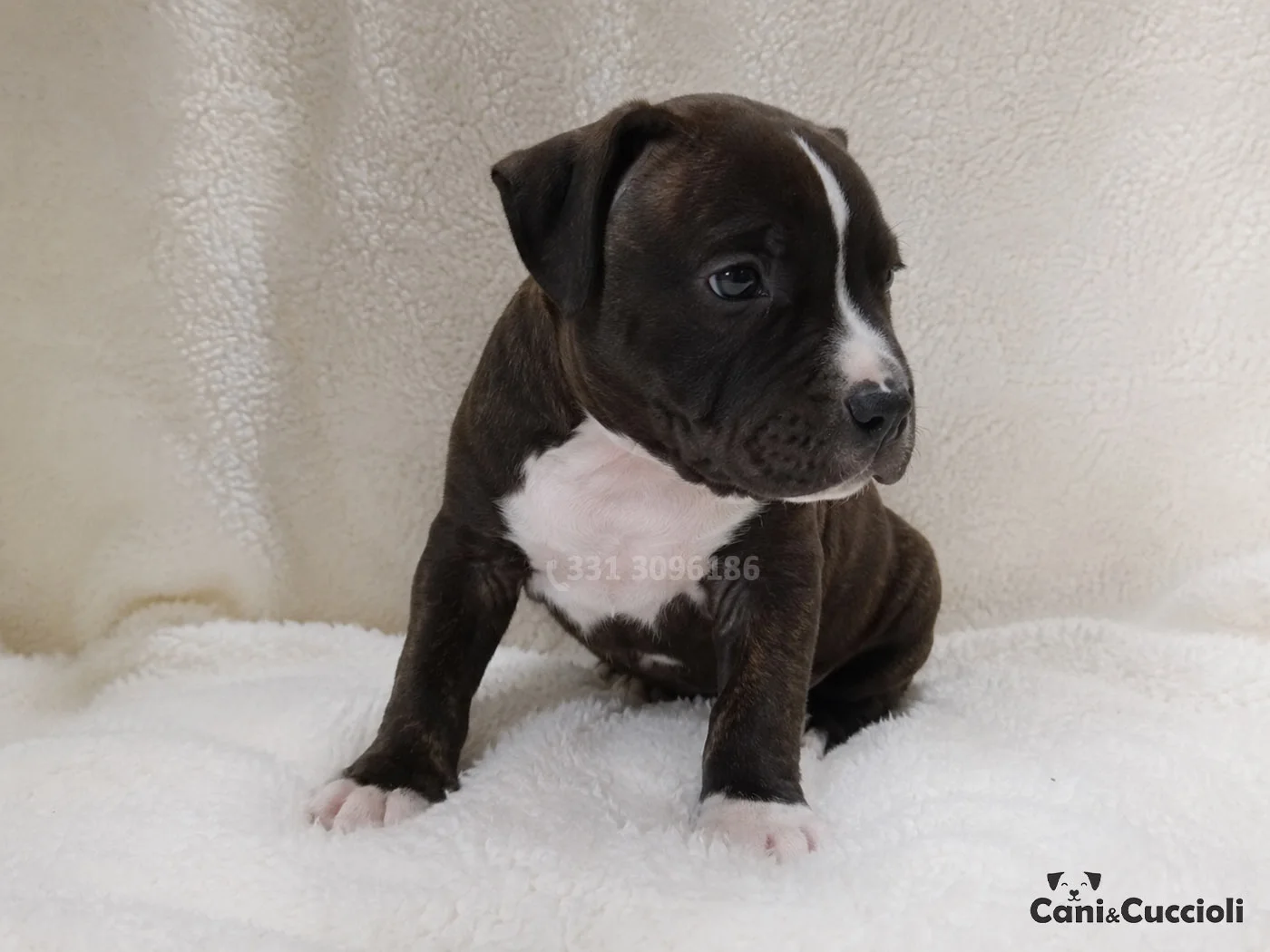 Vendita Cuccioli Amstaff tigrato