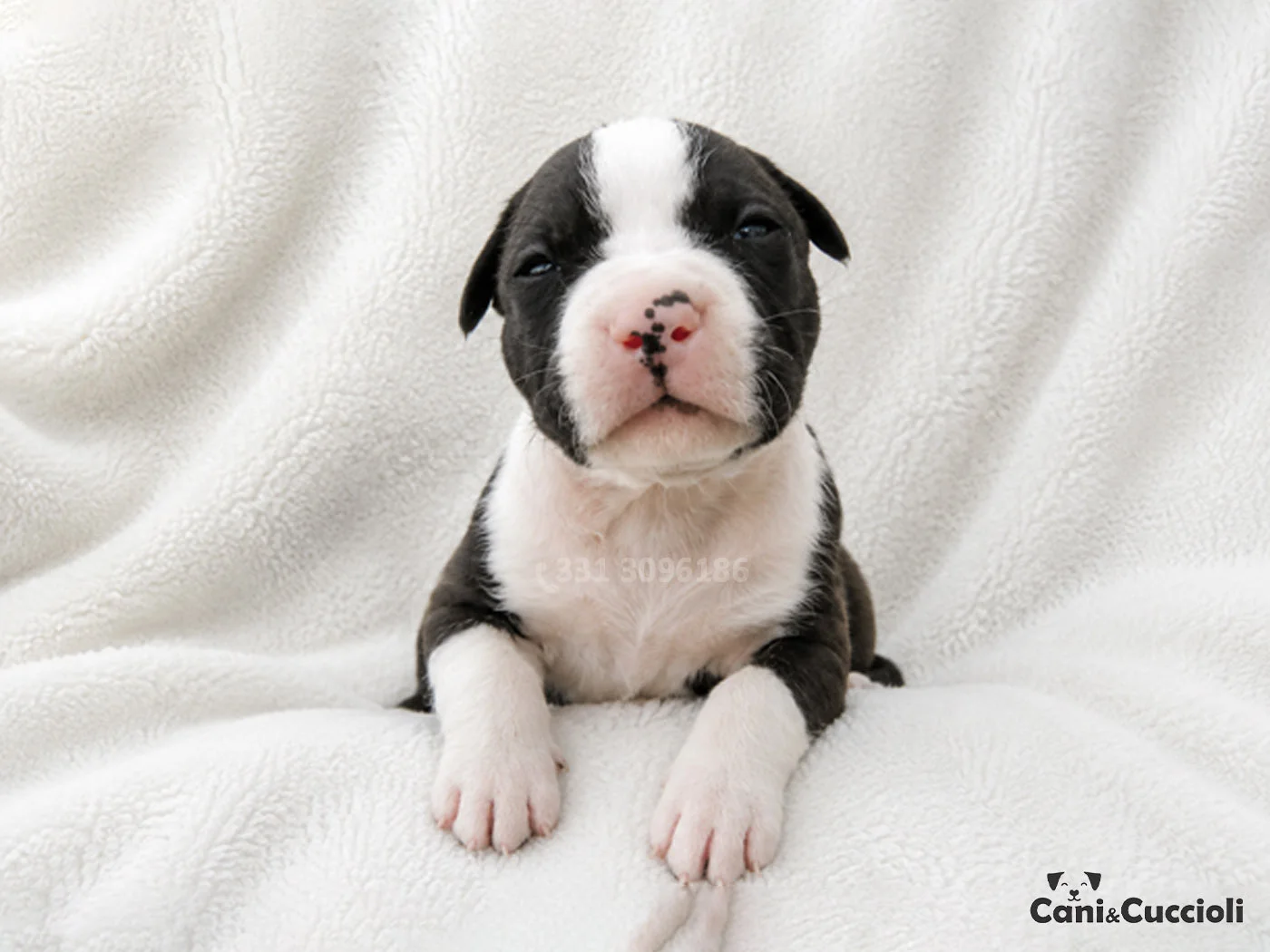 Vendita Cuccioli Amstaff bianco nero