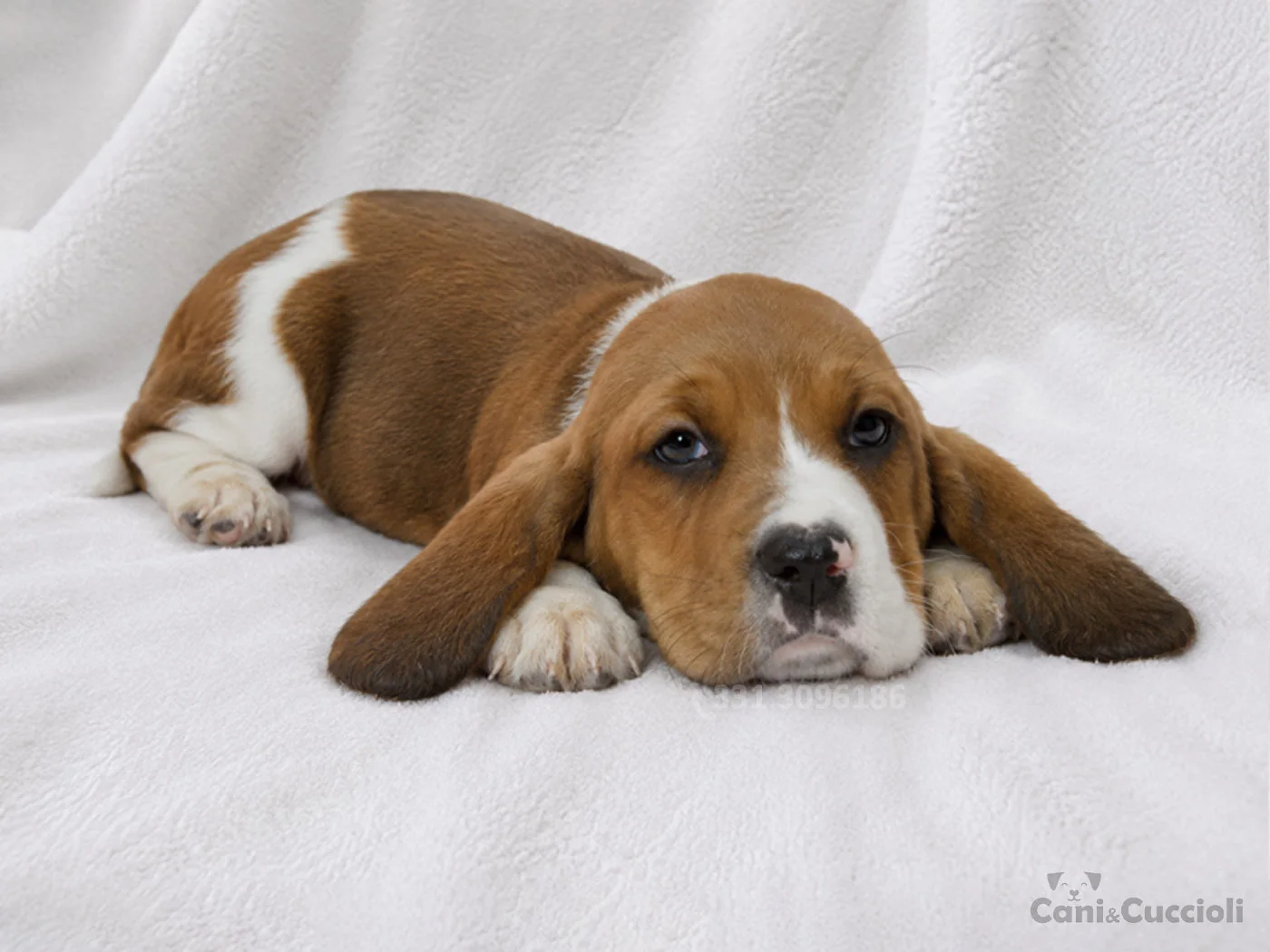 vendita cuccioli bassethound