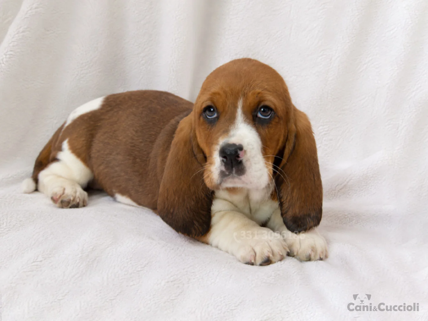 vendita cuccioli bassethound bicolore