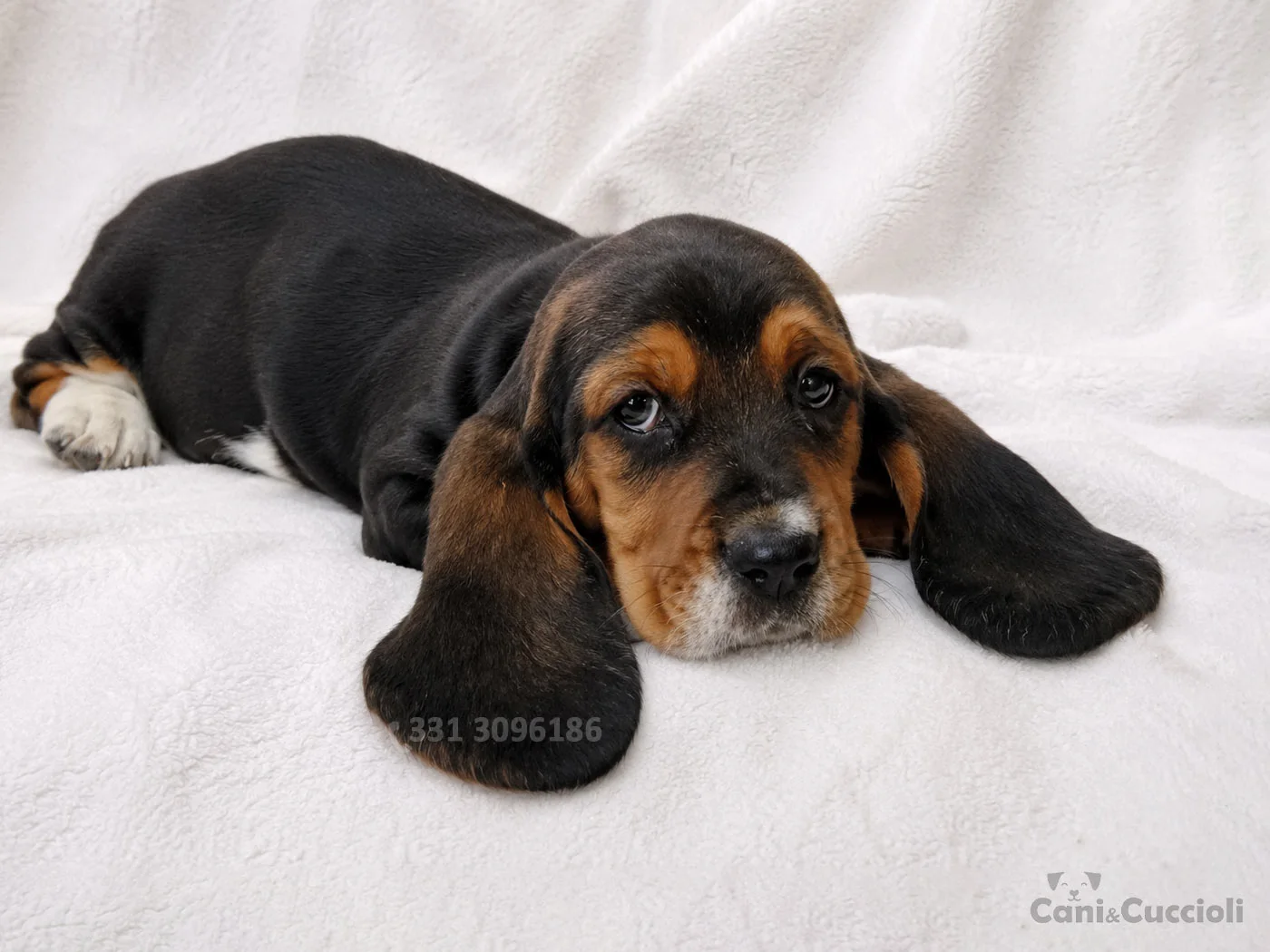 vendita cuccioli bassethound tricolore