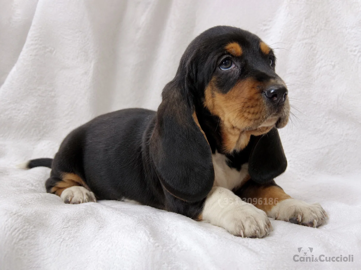 vendita cuccioli bassethound
