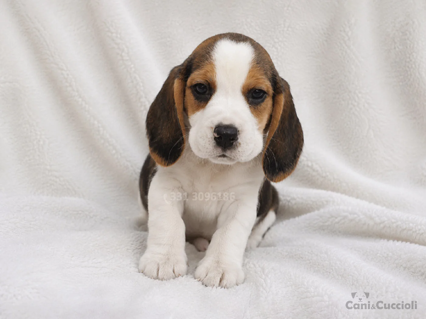 vendita cuccioli Beagle