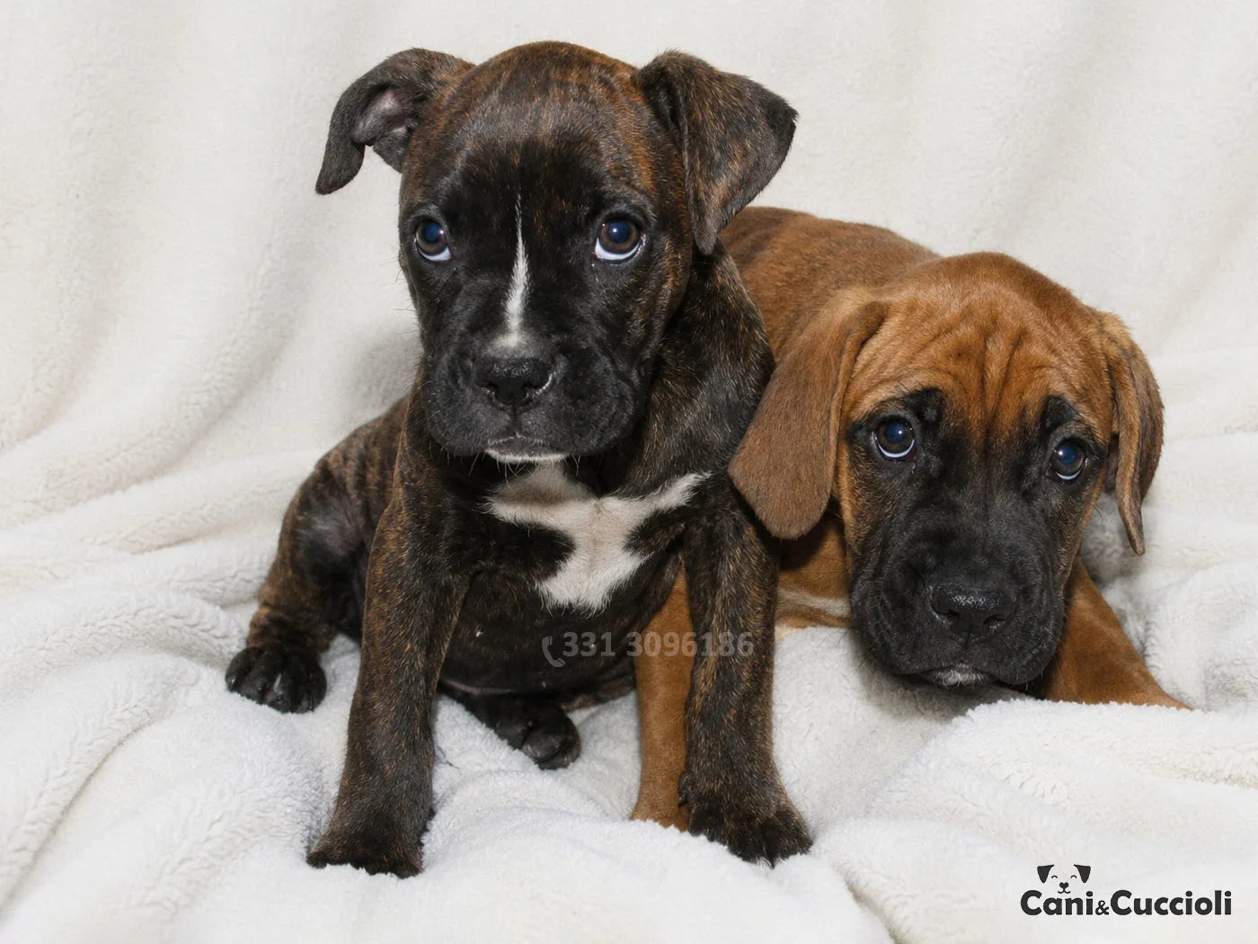 Vendita Cuccioli Boxer