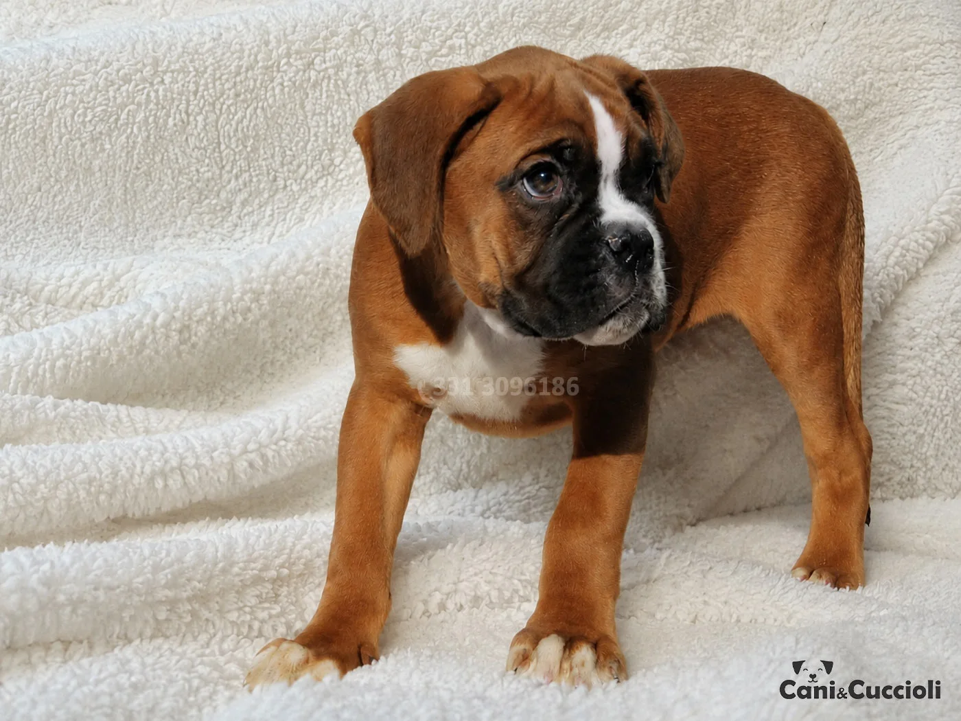Vendita Cuccioli Boxer
