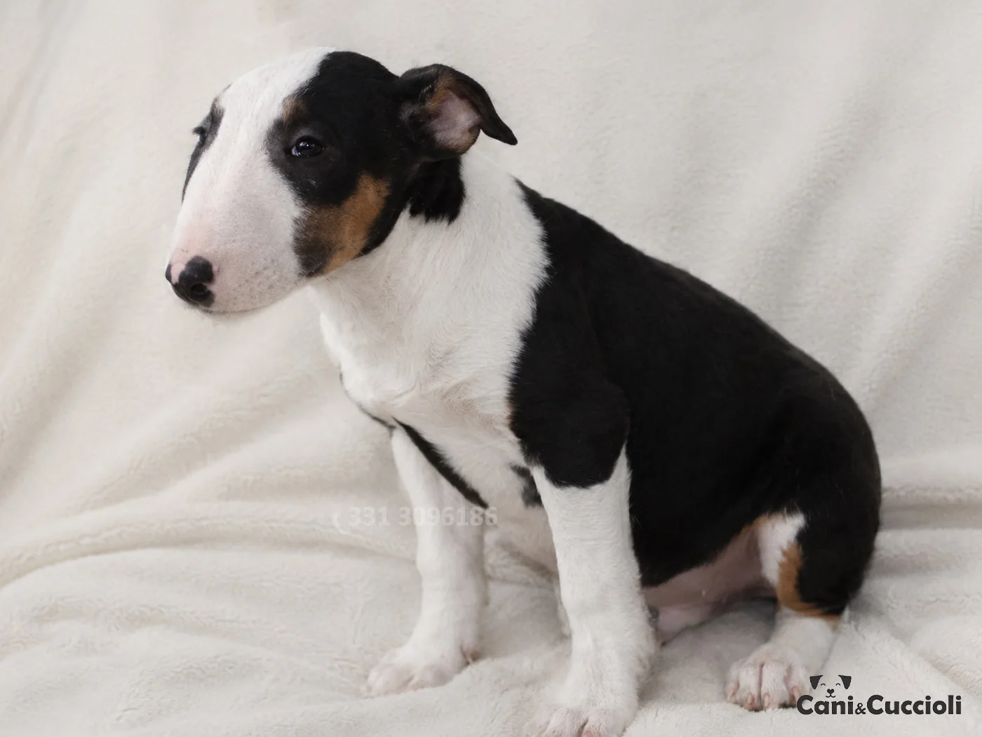 Vendita Cuccioli Bull Terrier