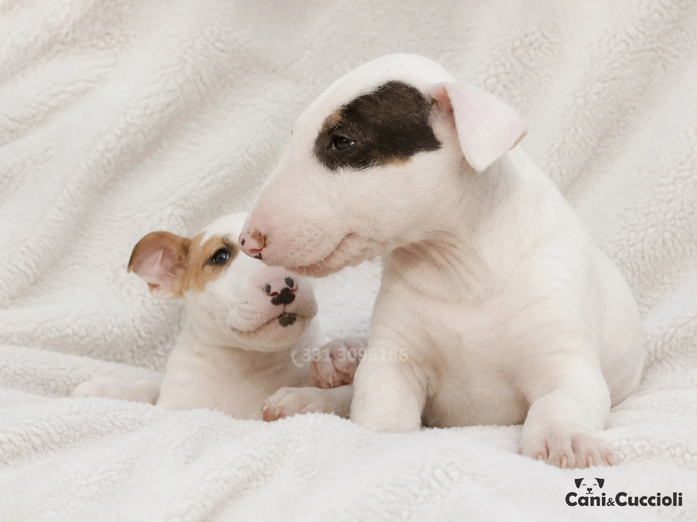 Vendita Cuccioli Bull Terrier