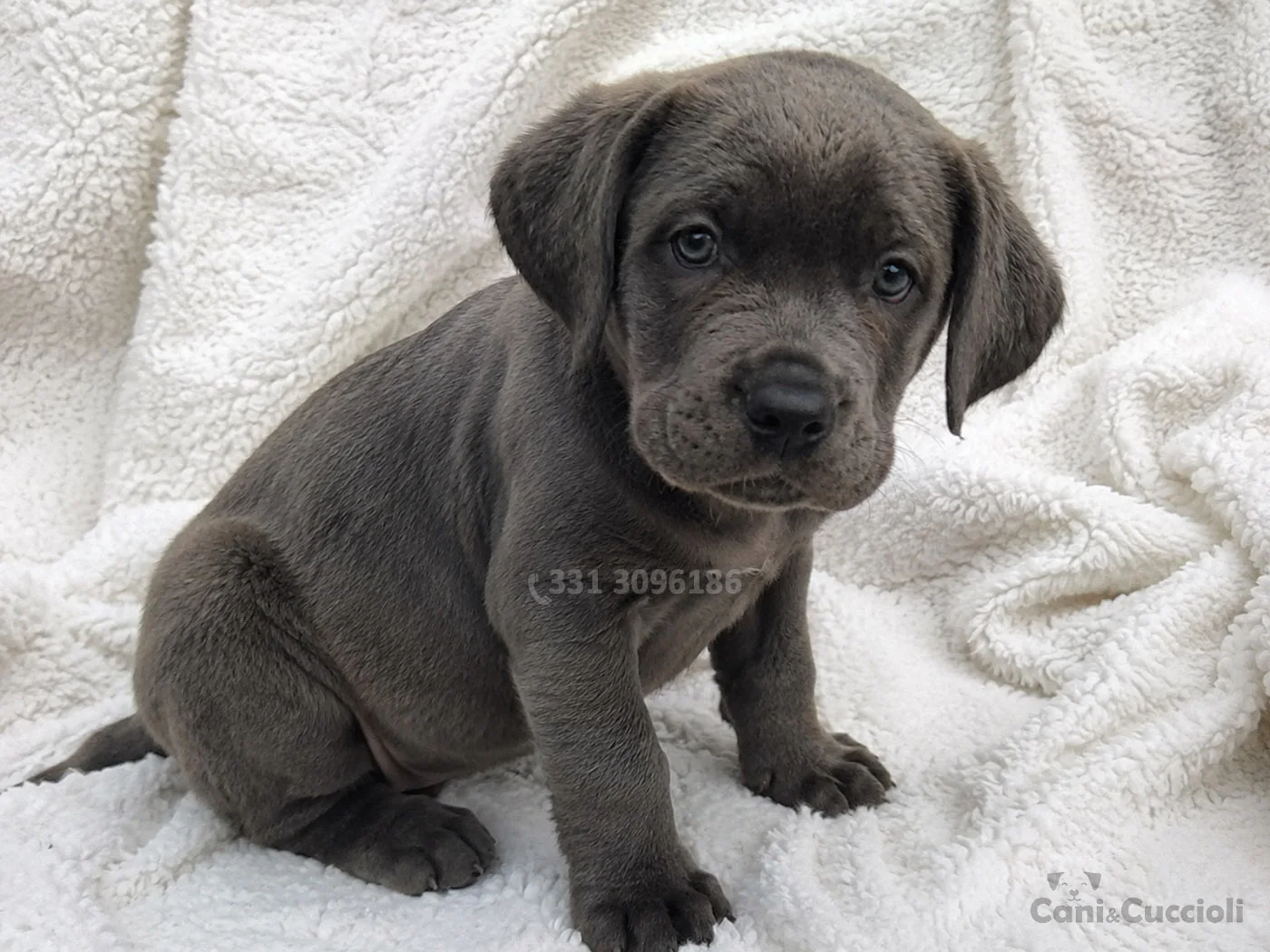 vendita cuccioli canecorso