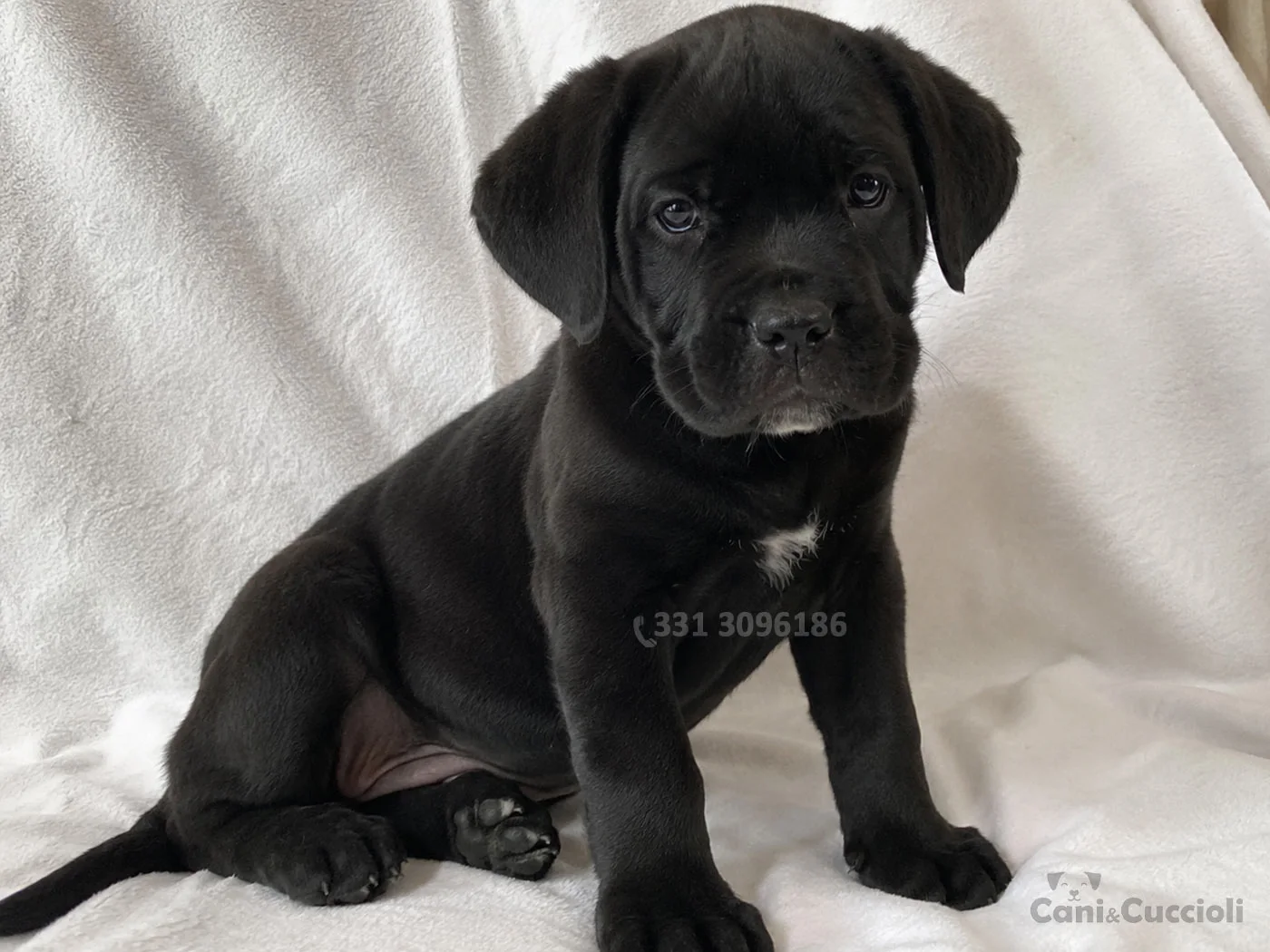 vendita cuccioli canecorso