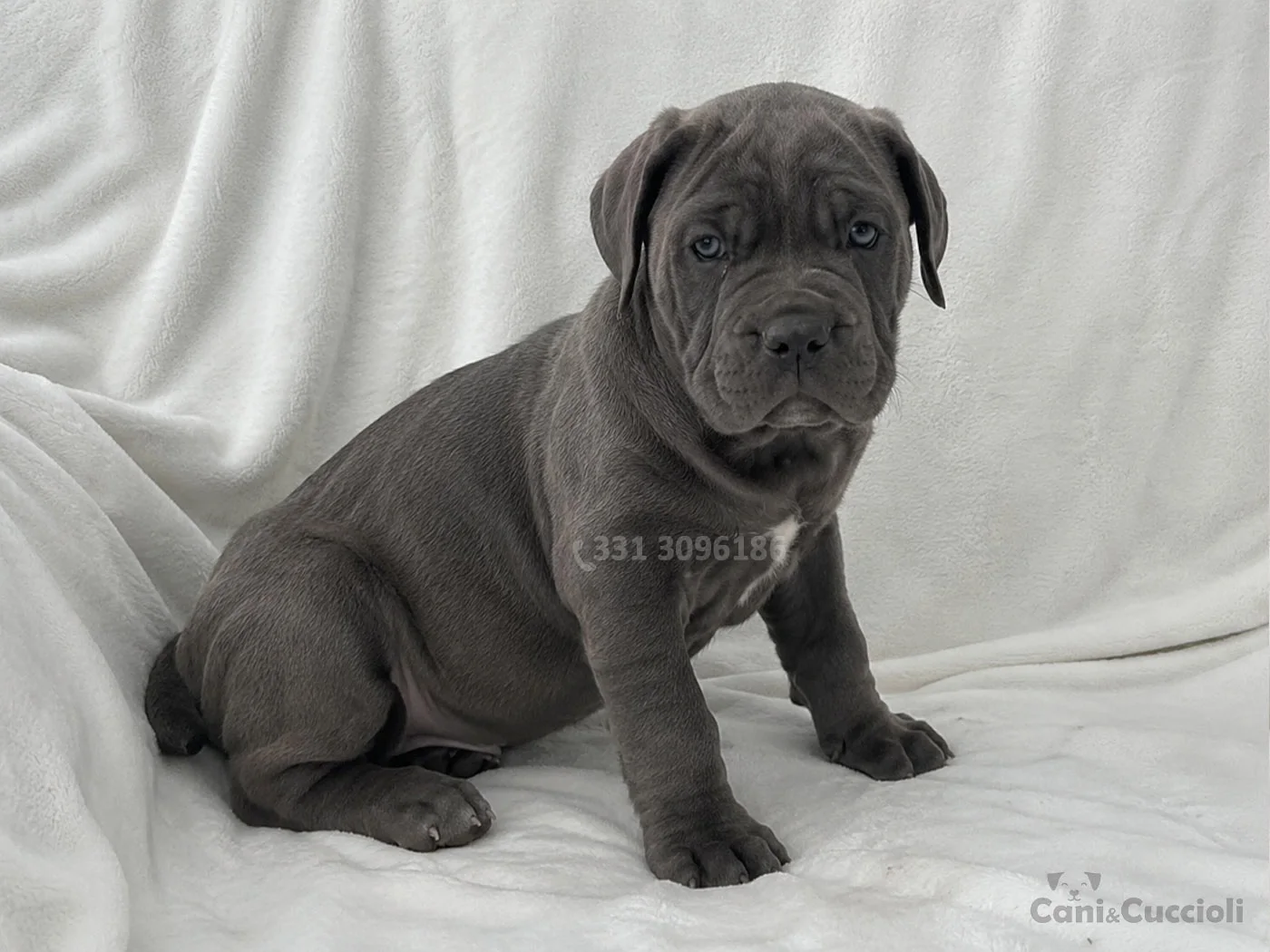 vendita cuccioli cane corso blu