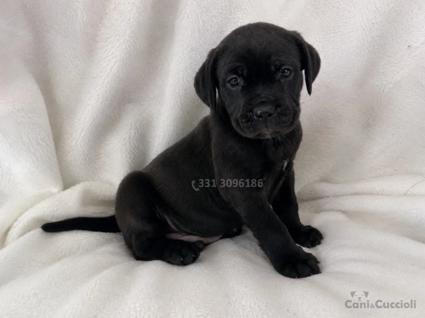 vendita cuccioli cane corso