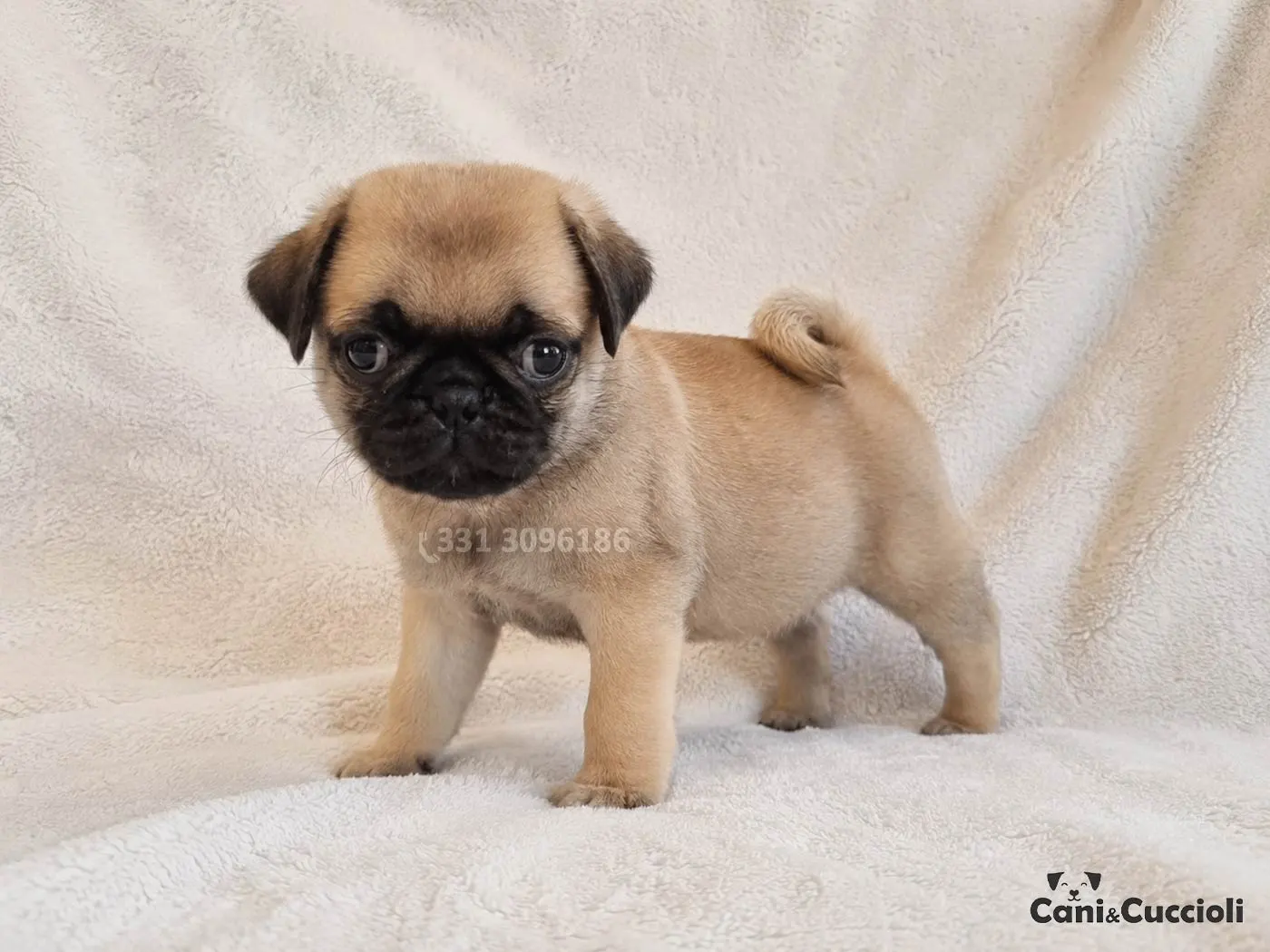 Vendita Carlino Cuccioli