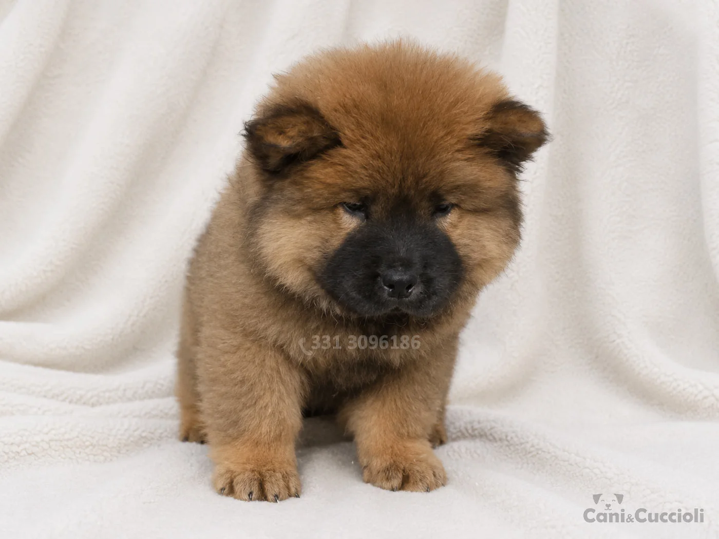vendita cuccioli Chow Chow