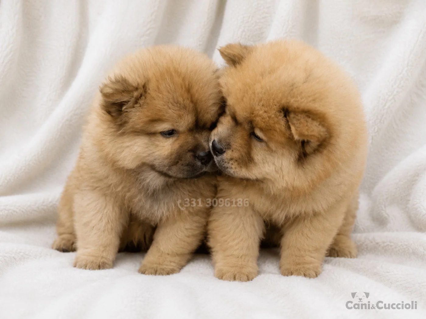 vendita cuccioli Chow Chow fulvi