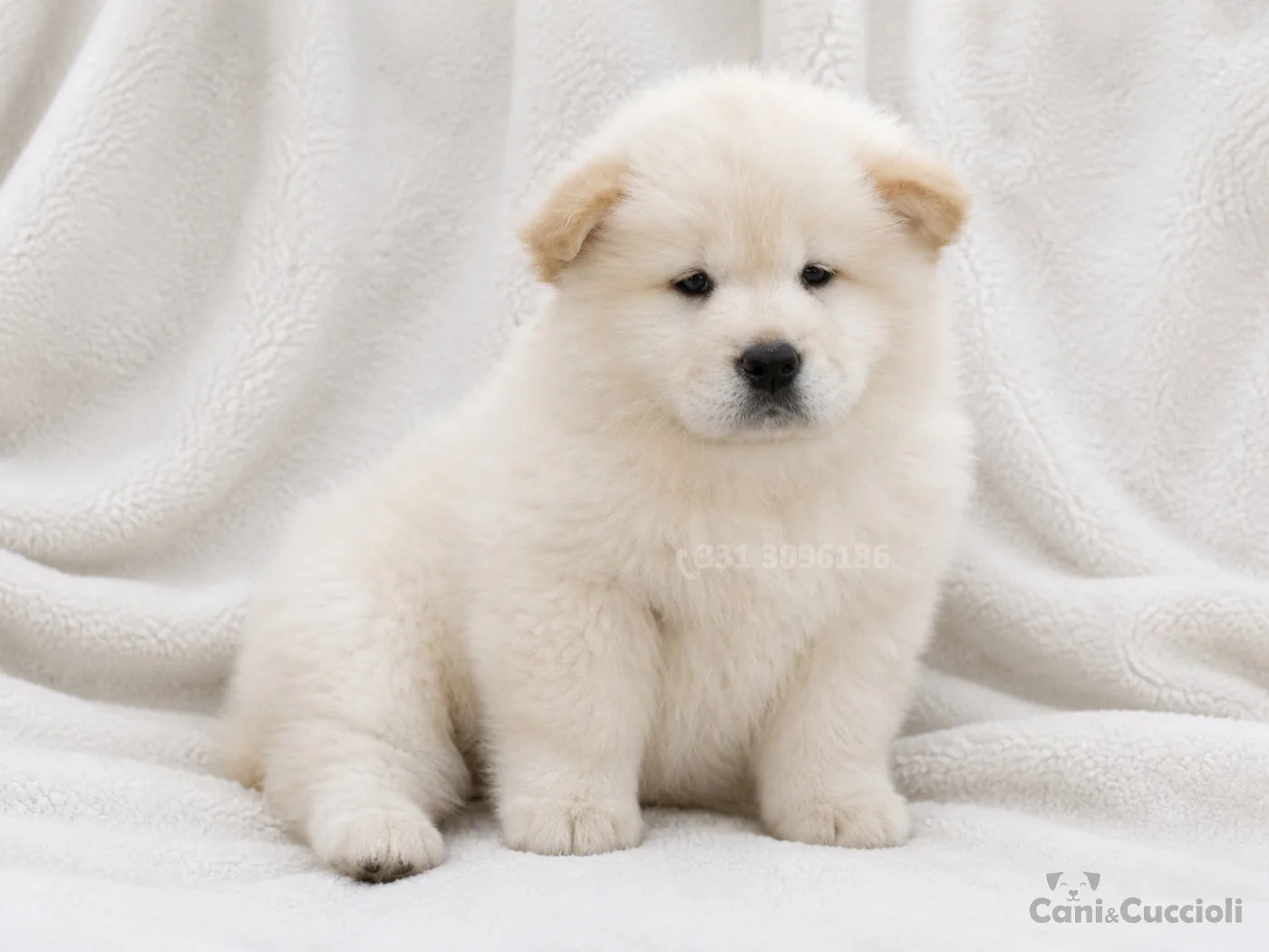 vendita cuccioli Chow Chow crema
